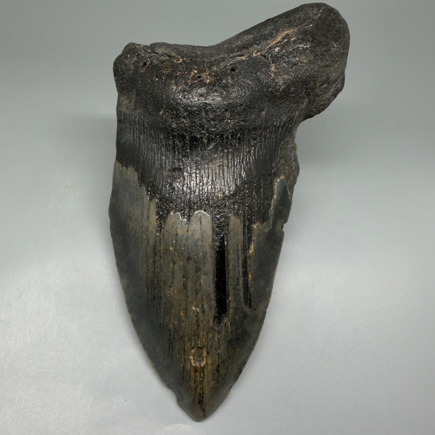 Front View HUGE 6.23" Fossil Megalodon Shark Tooth - Wilmington North Carolina CM5647 - 1