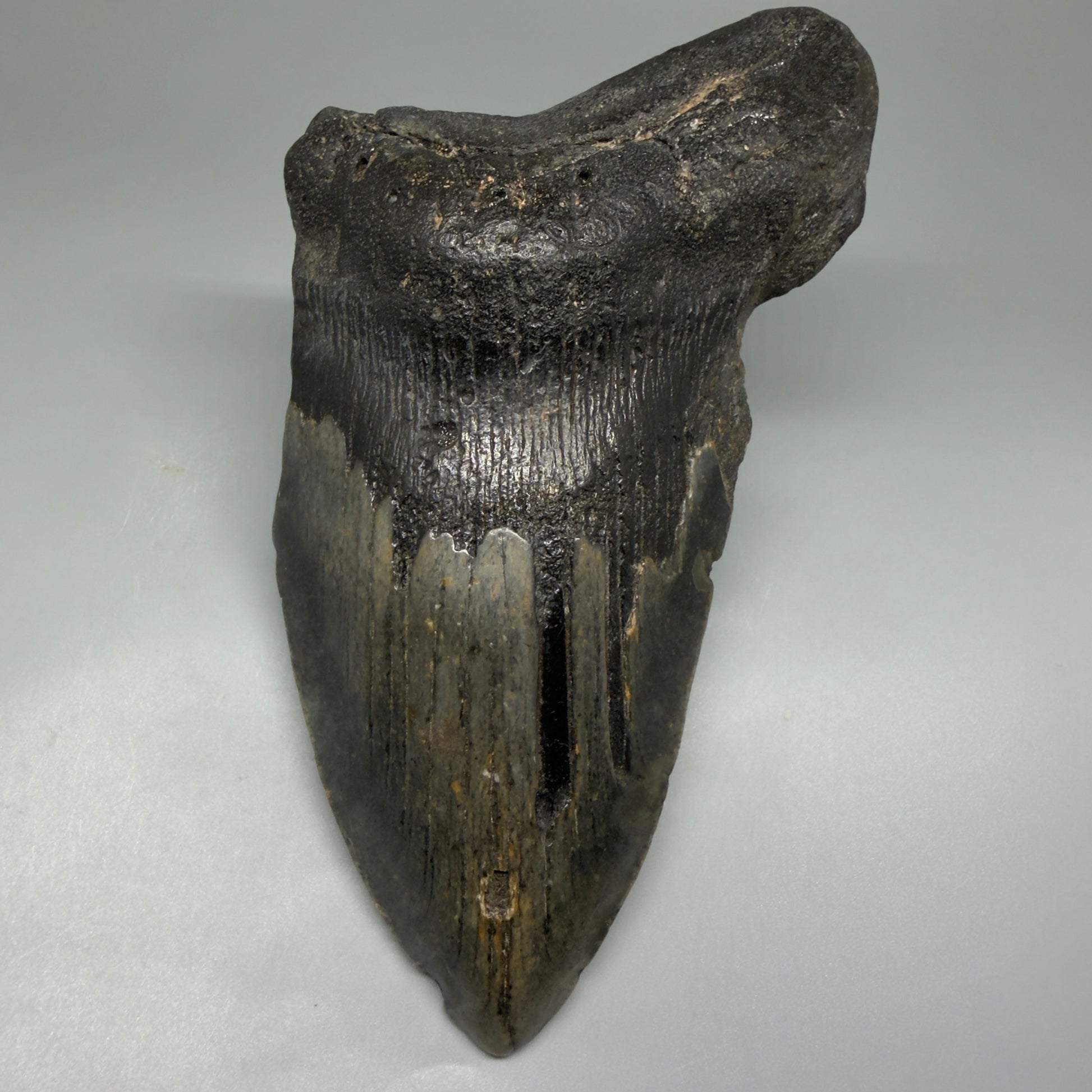 Front View HUGE 6.23" Fossil Megalodon Shark Tooth - Wilmington North Carolina CM5647 - 1