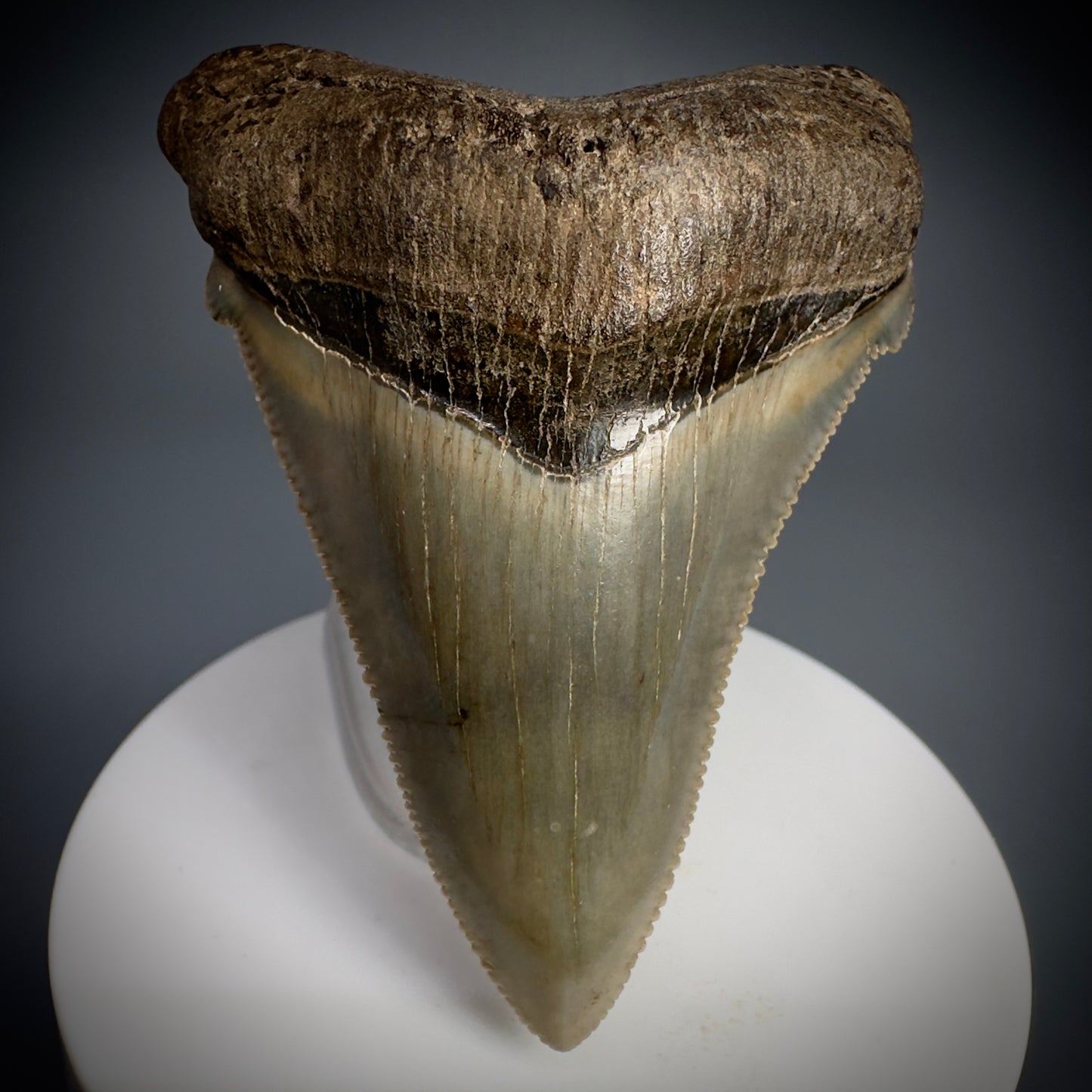 Spectacular 2.64" Fossil Carcharocles angustidens Shark Tooth from Summerville, South Carolina AN445 - Front 1