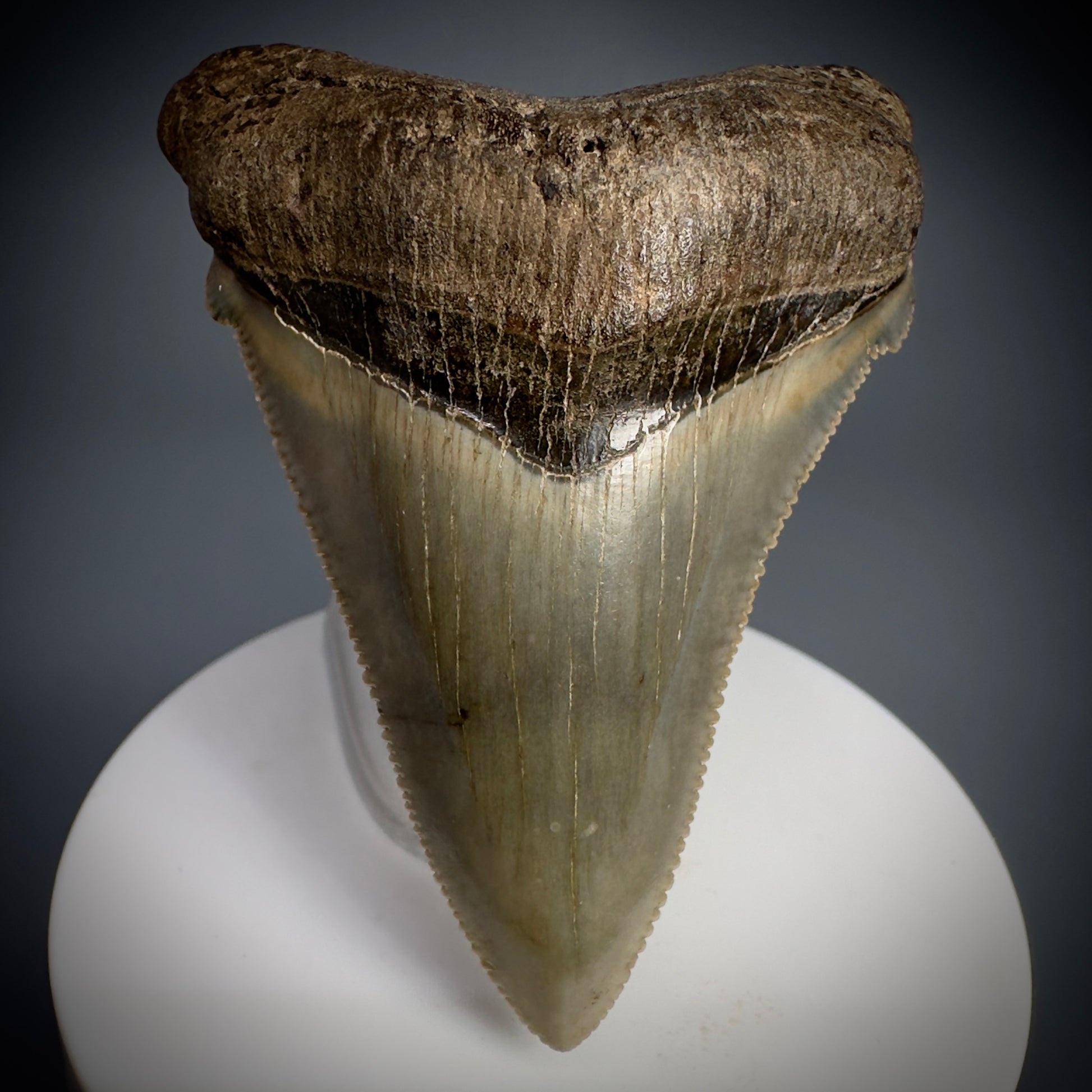 Spectacular 2.64" Fossil Carcharocles angustidens Shark Tooth from Summerville, South Carolina AN445 - Front 1