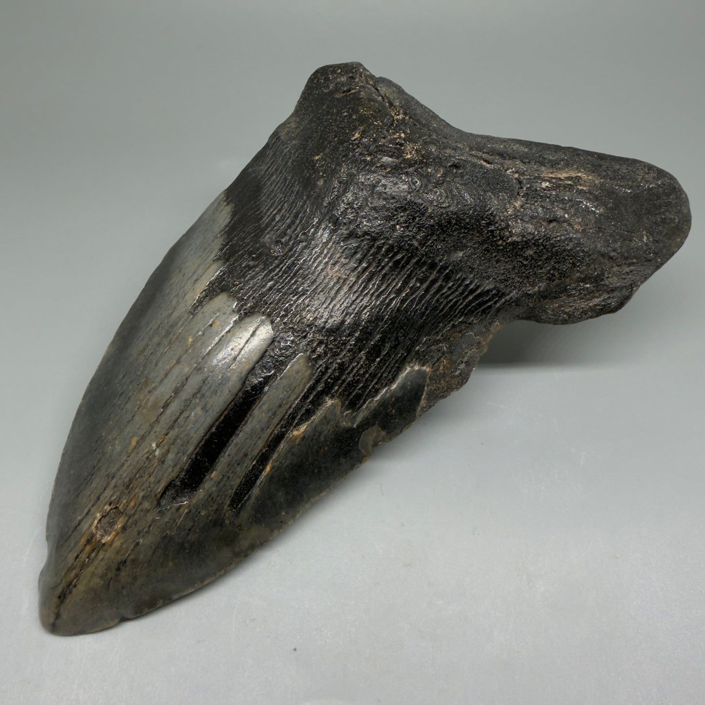 Front Right View HUGE 6.23" Fossil Megalodon Shark Tooth - Wilmington North Carolina CM5647