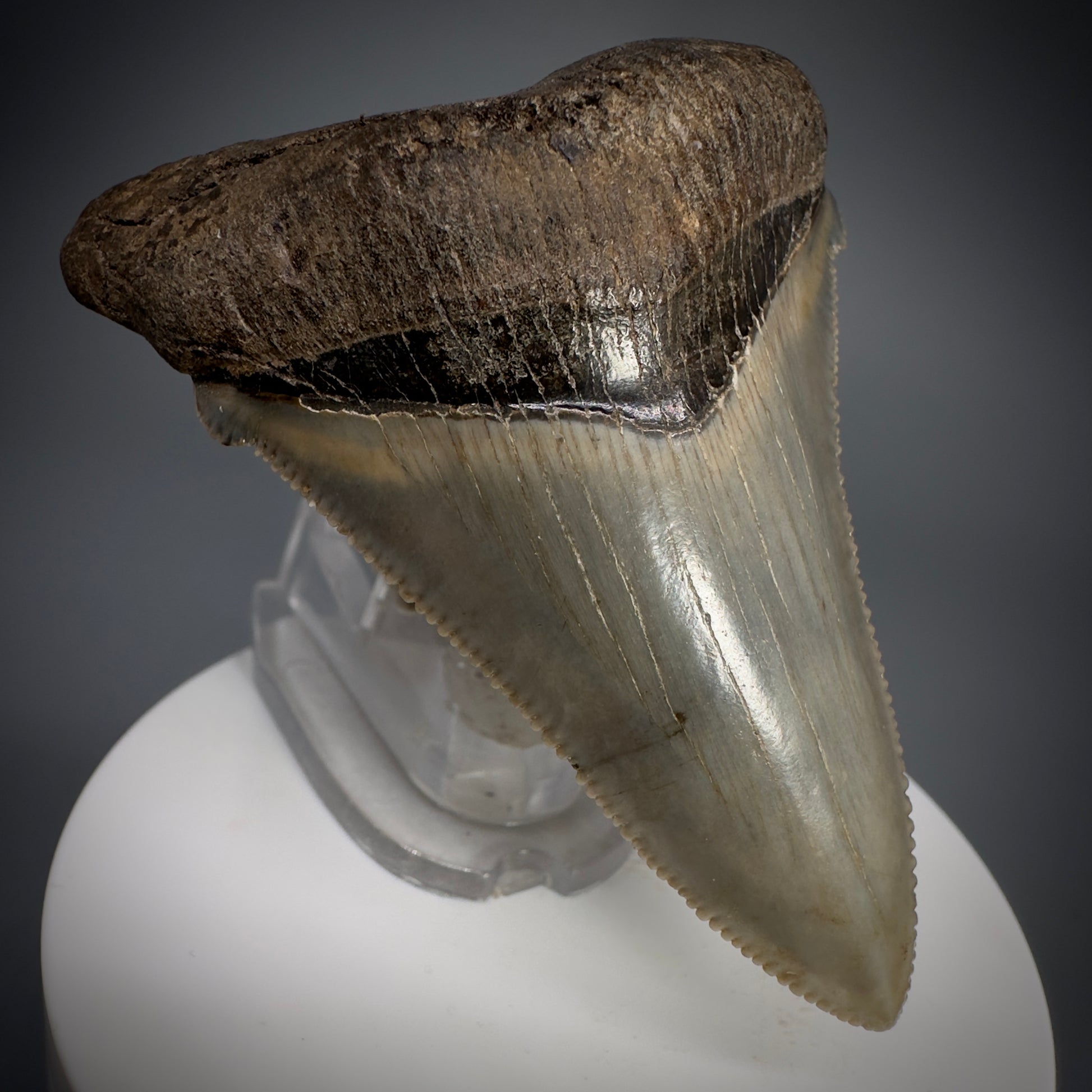 Spectacular 2.64" Fossil Carcharocles angustidens Shark Tooth from Summerville, South Carolina AN445 - Front Left 1