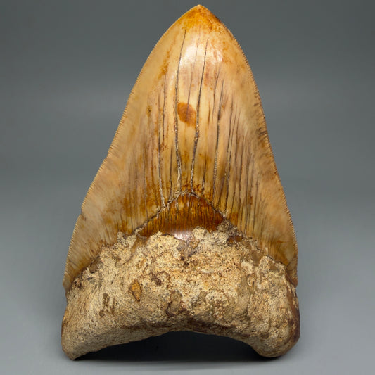 Front View Collector's Quality, colorful 5.79″ Colorful Megalodon Tooth – West Java Indonesia CM5649 - 2