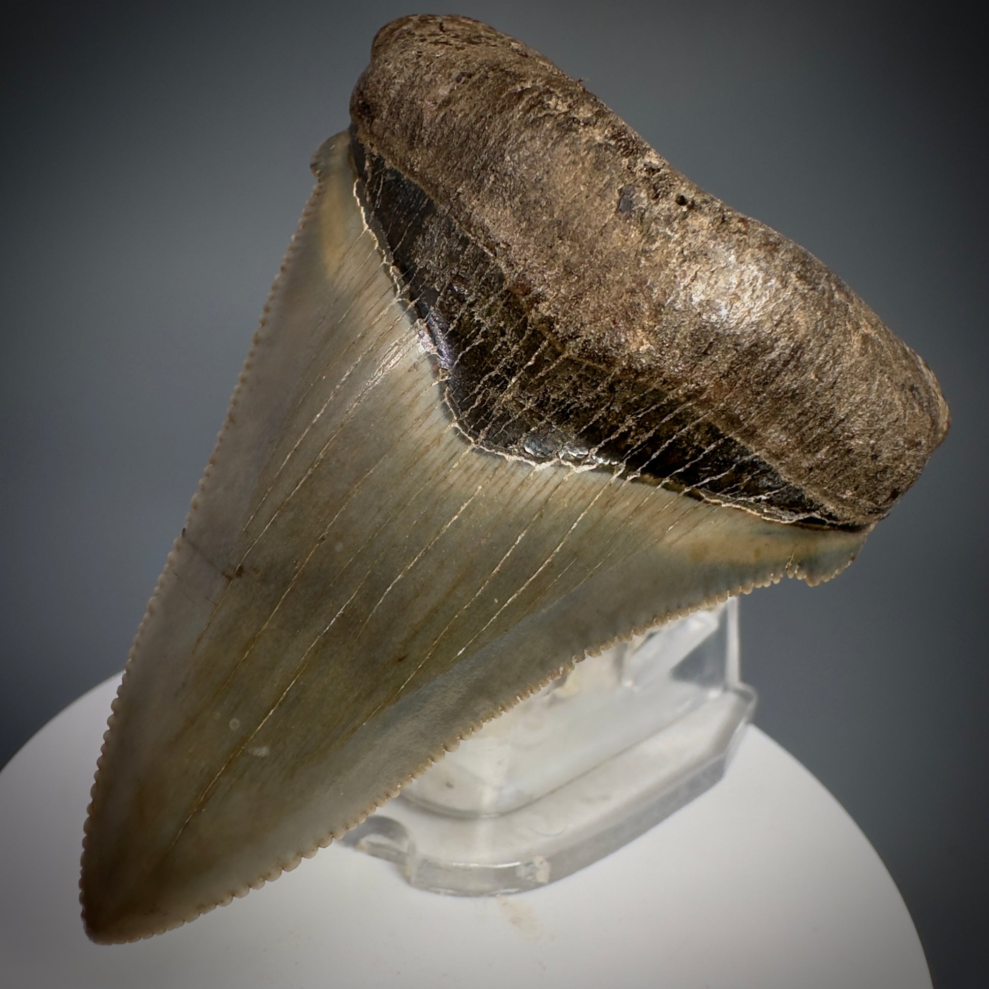 Spectacular 2.64" Fossil Carcharocles angustidens Shark Tooth from Summerville, South Carolina AN445 - Front Right 1