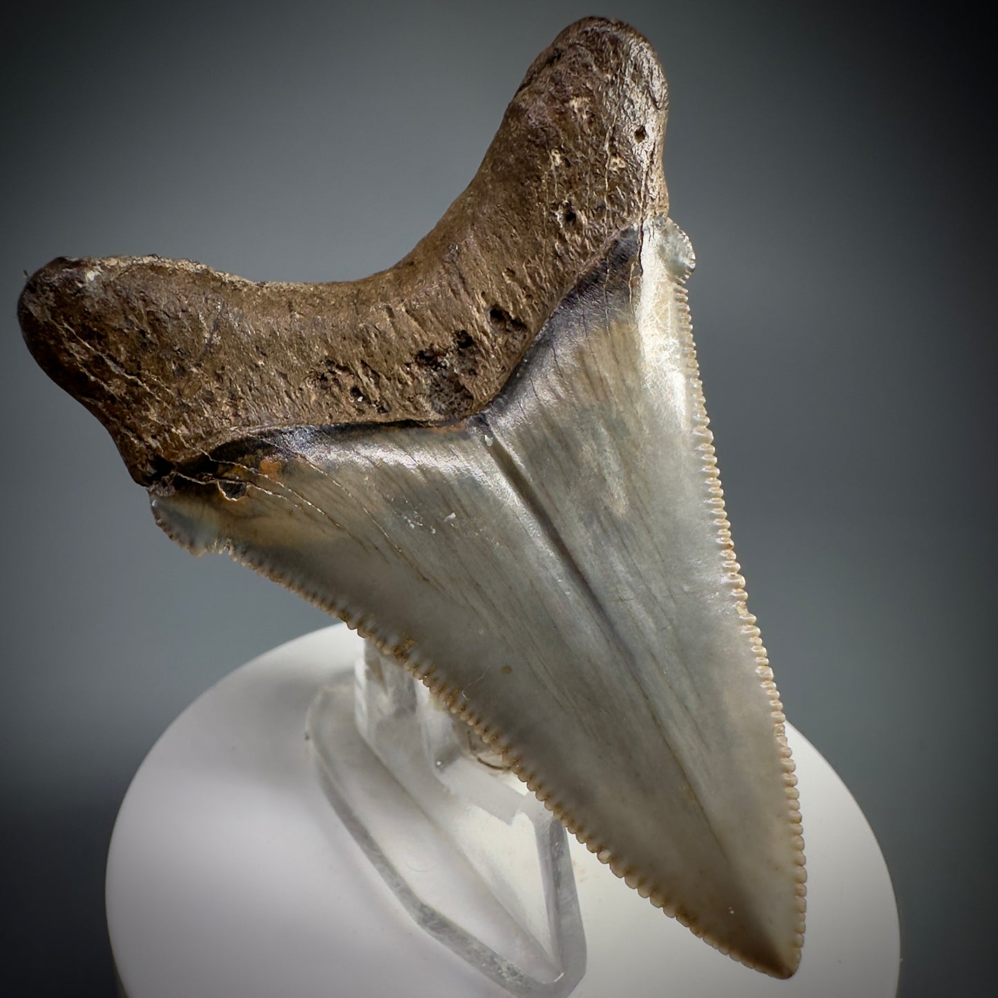 Spectacular 2.64" Fossil Carcharocles angustidens Shark Tooth from Summerville, South Carolina AN445 - Back Left