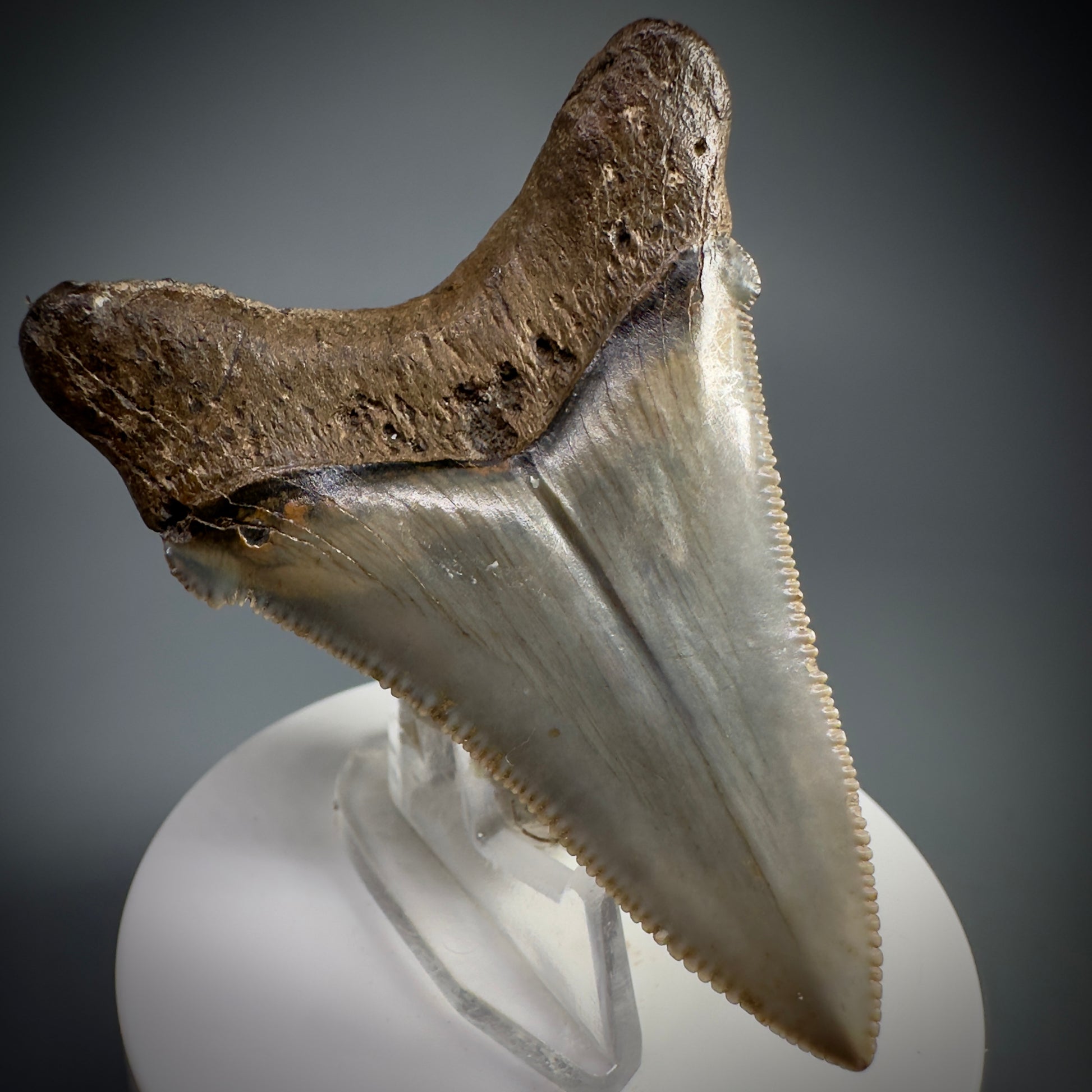 Spectacular 2.64" Fossil Carcharocles angustidens Shark Tooth from Summerville, South Carolina AN445 - Back Left