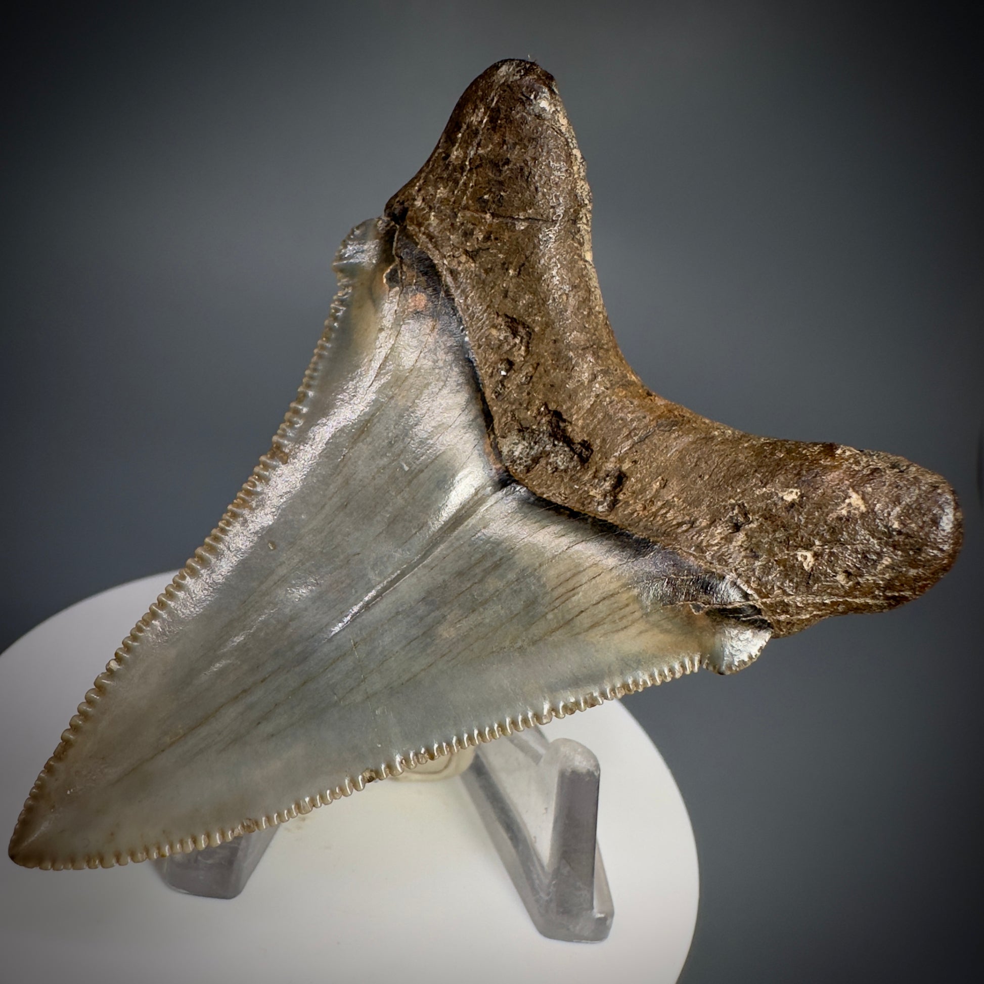 Spectacular 2.64" Fossil Carcharocles angustidens Shark Tooth from Summerville, South Carolina AN445 - Front Right