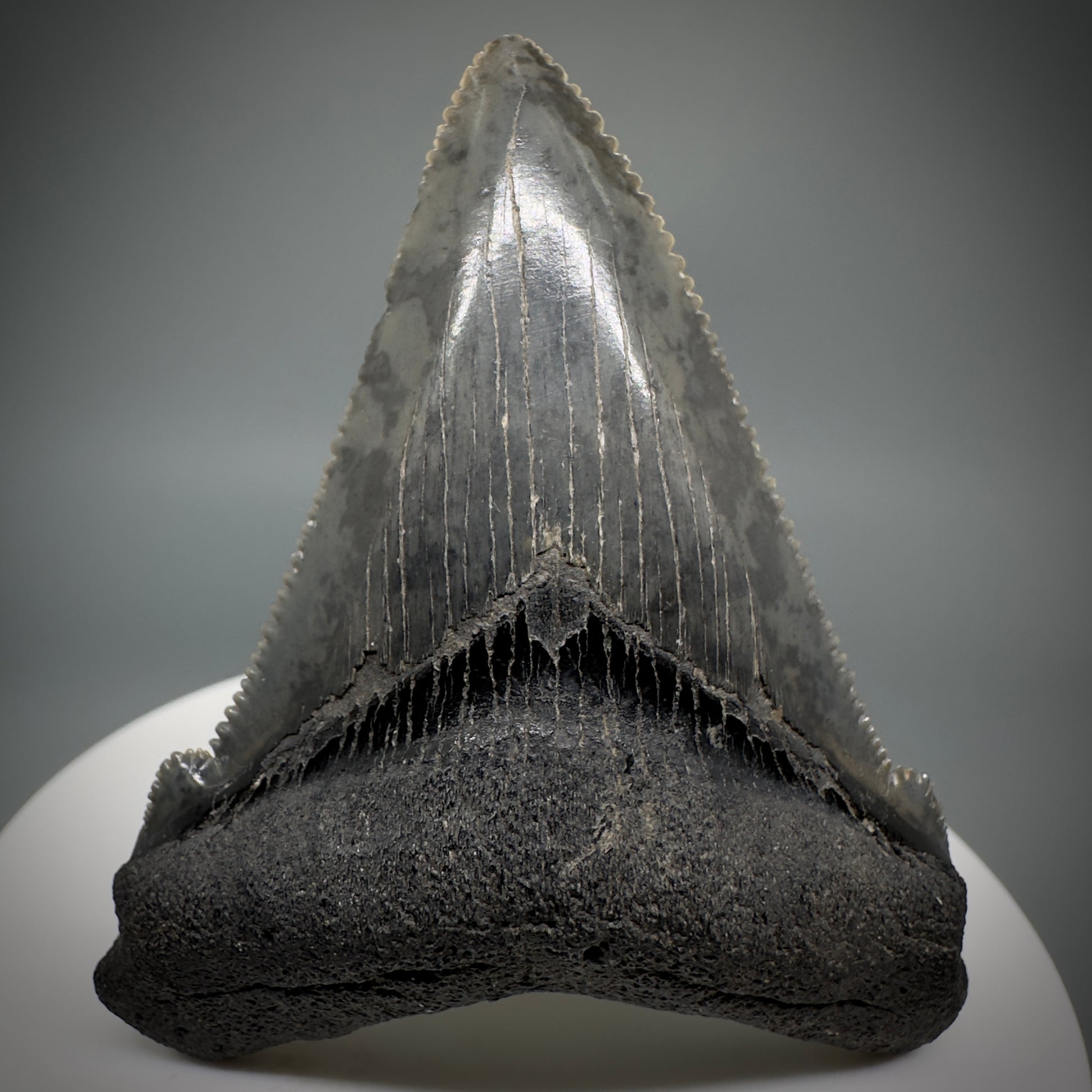 Gorgeous prints 2.39" Serrated Fossil Carcharocles angustidens Shark Tooth from South Carolina AN444 - Front