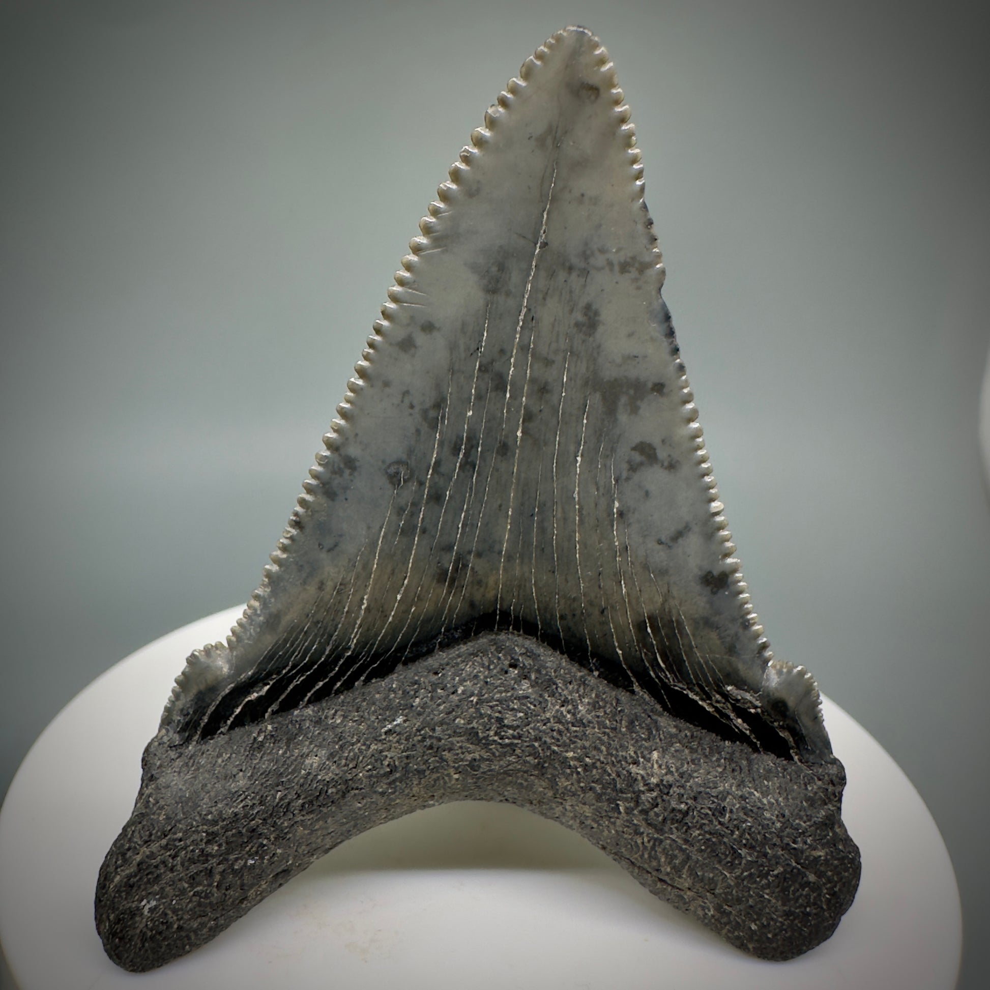 Gorgeous prints 2.39" Serrated Fossil Carcharocles angustidens Shark Tooth from South Carolina AN444 - Back 