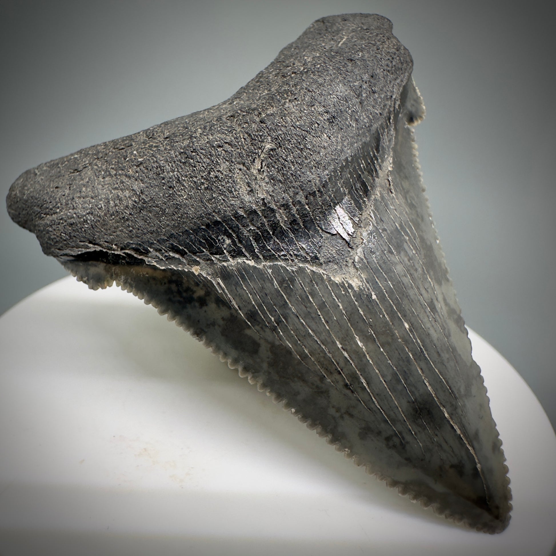 Gorgeous prints 2.39" Serrated Fossil Carcharocles angustidens Shark Tooth from South Carolina AN444 - Front Left