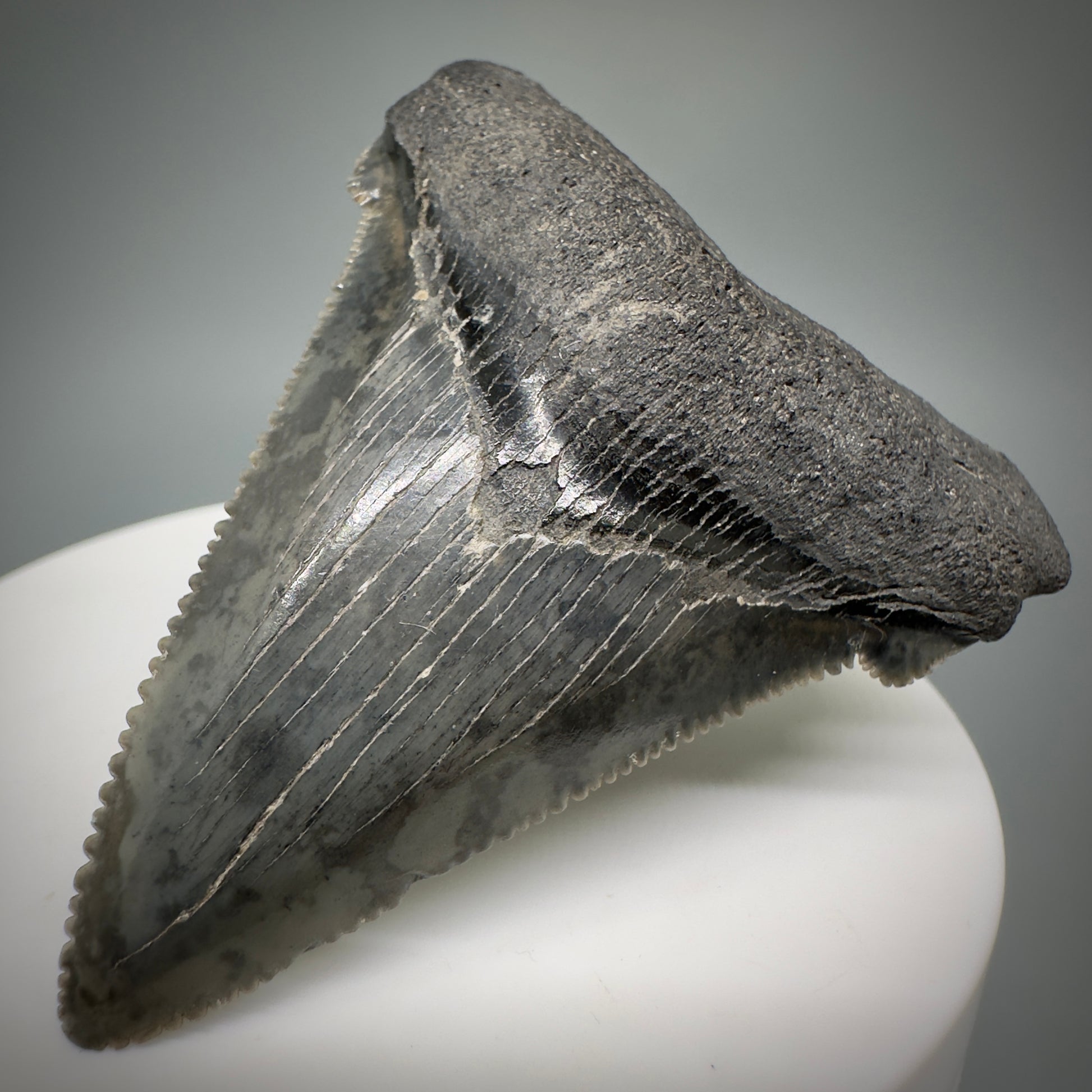 Gorgeous prints 2.39" Serrated Fossil Carcharocles angustidens Shark Tooth from South Carolina AN444 - Front Right