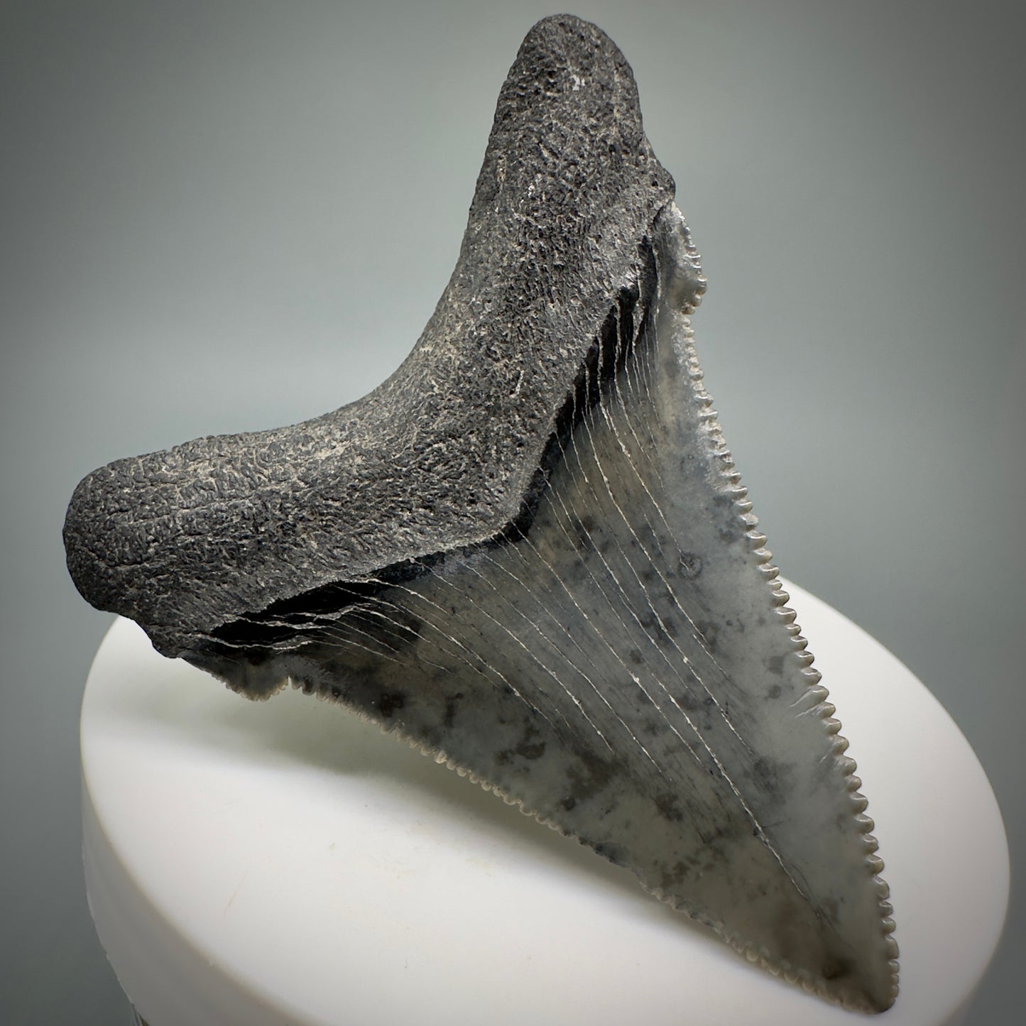 Gorgeous prints 2.39" Serrated Fossil Carcharocles angustidens Shark Tooth from South Carolina AN444 - Back Left