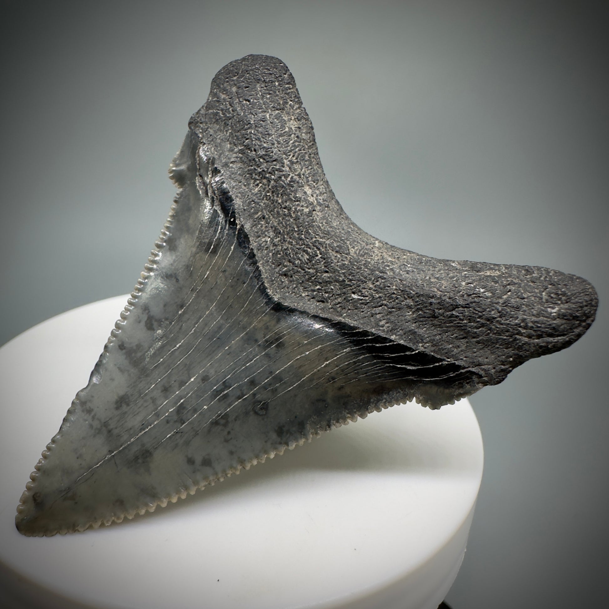 Gorgeous prints 2.39" Serrated Fossil Carcharocles angustidens Shark Tooth from South Carolina AN444 - Back Right