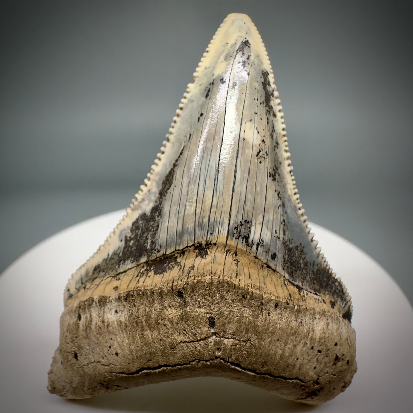 Spectacular 2.05" Fossil Carcharocles angustidens Shark Tooth from Summerville, South Carolina AN449 - Front