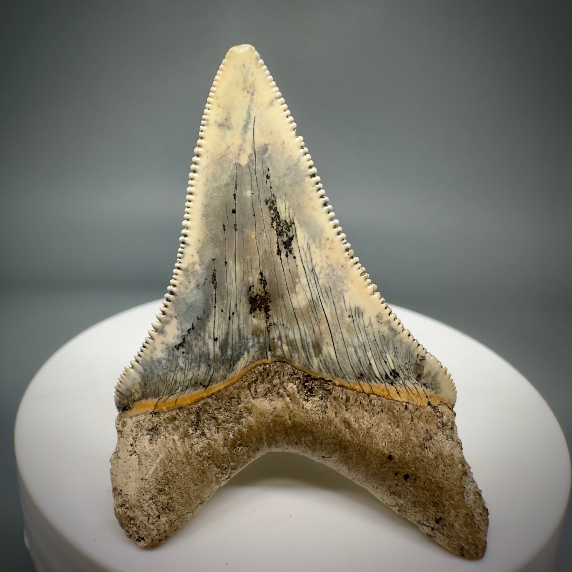 Spectacular 2.05" Fossil Carcharocles angustidens Shark Tooth from Summerville, South Carolina AN449 - Back