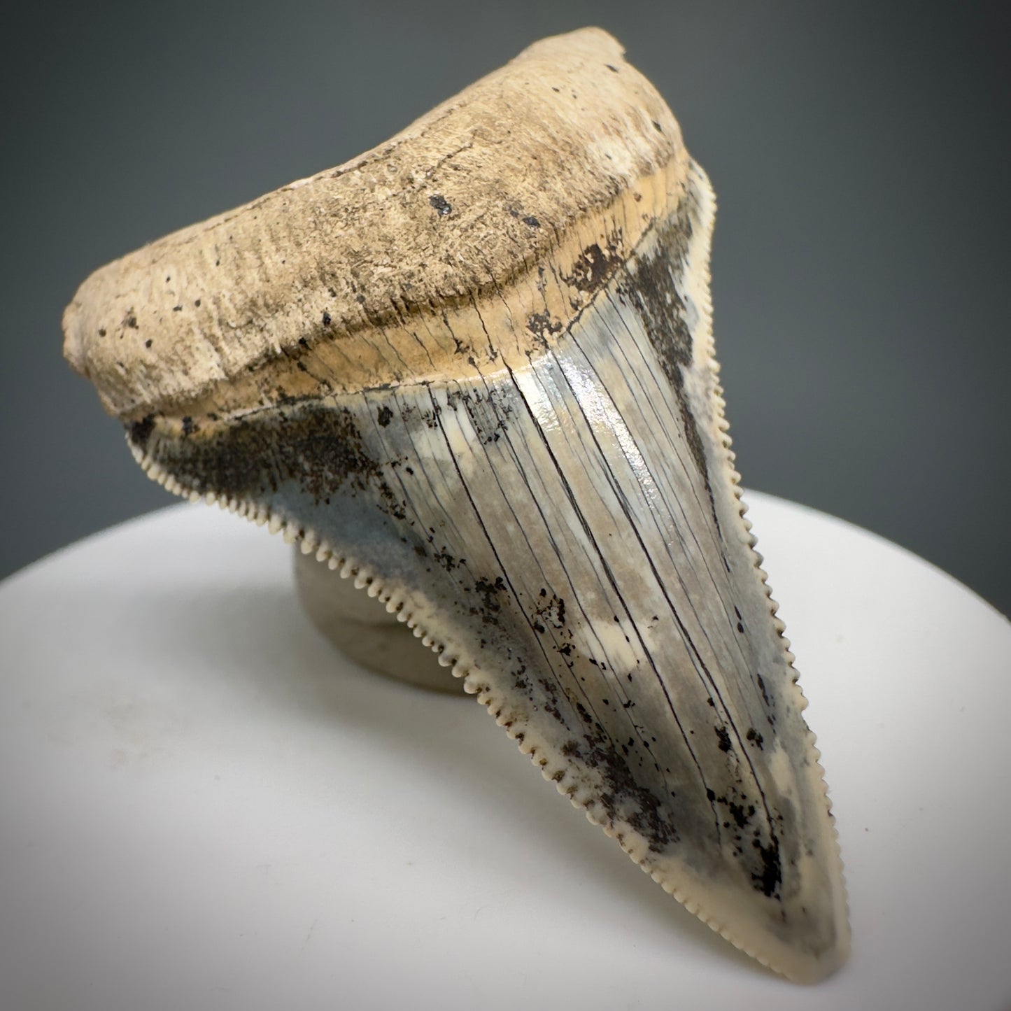 Spectacular 2.05" Fossil Carcharocles angustidens Shark Tooth from Summerville, South Carolina AN449 - Front Left