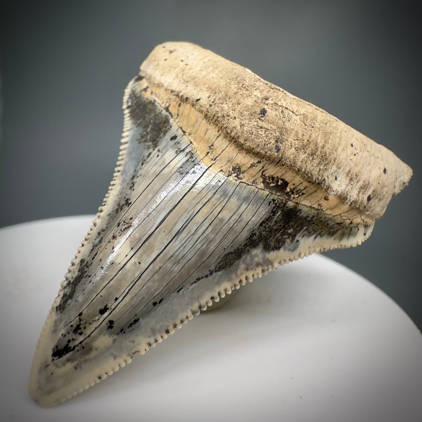 Spectacular 2.05" Fossil Carcharocles angustidens Shark Tooth from Summerville, South Carolina AN449 - Front Right