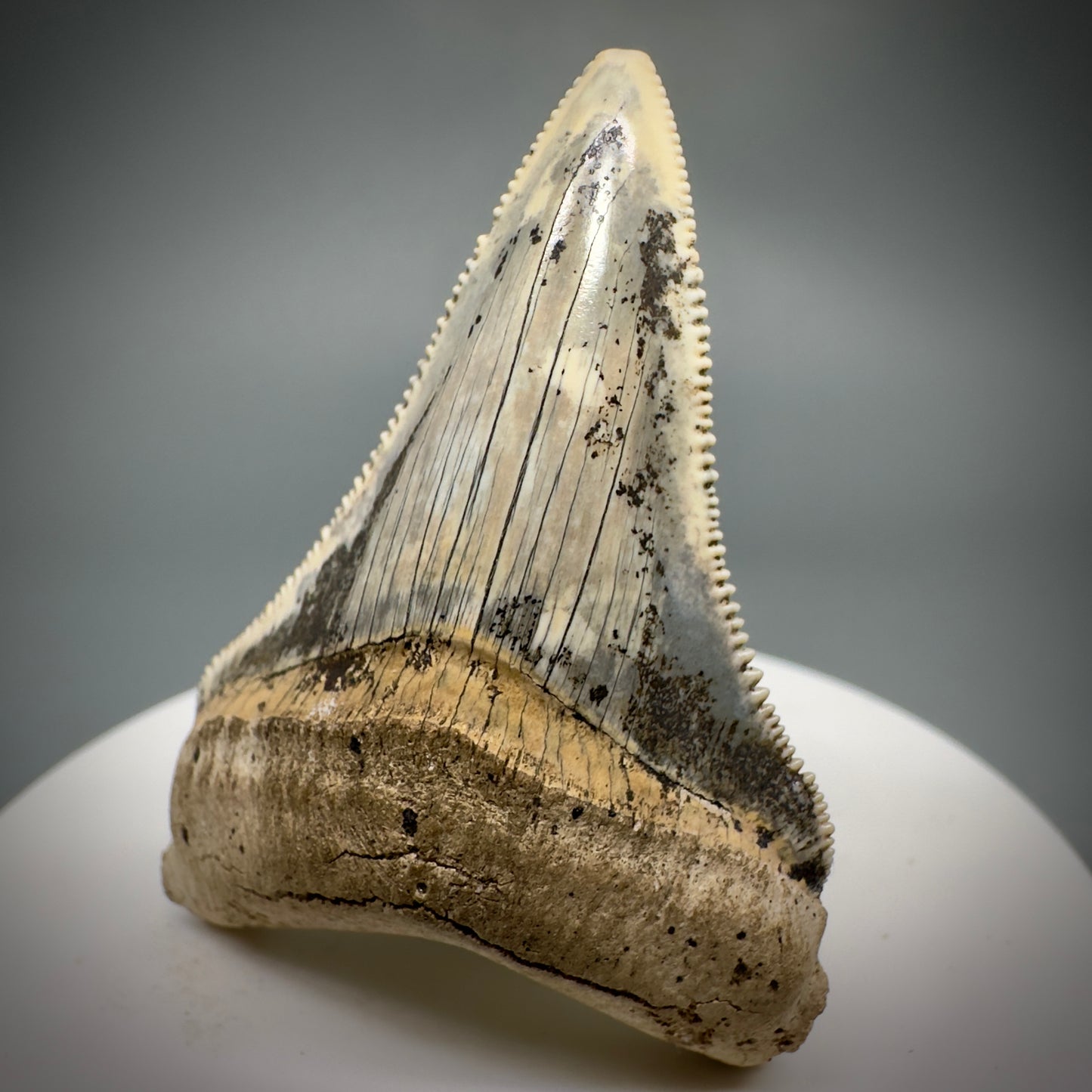 Spectacular 2.05" Fossil Carcharocles angustidens Shark Tooth from Summerville, South Carolina AN449 - Front Left