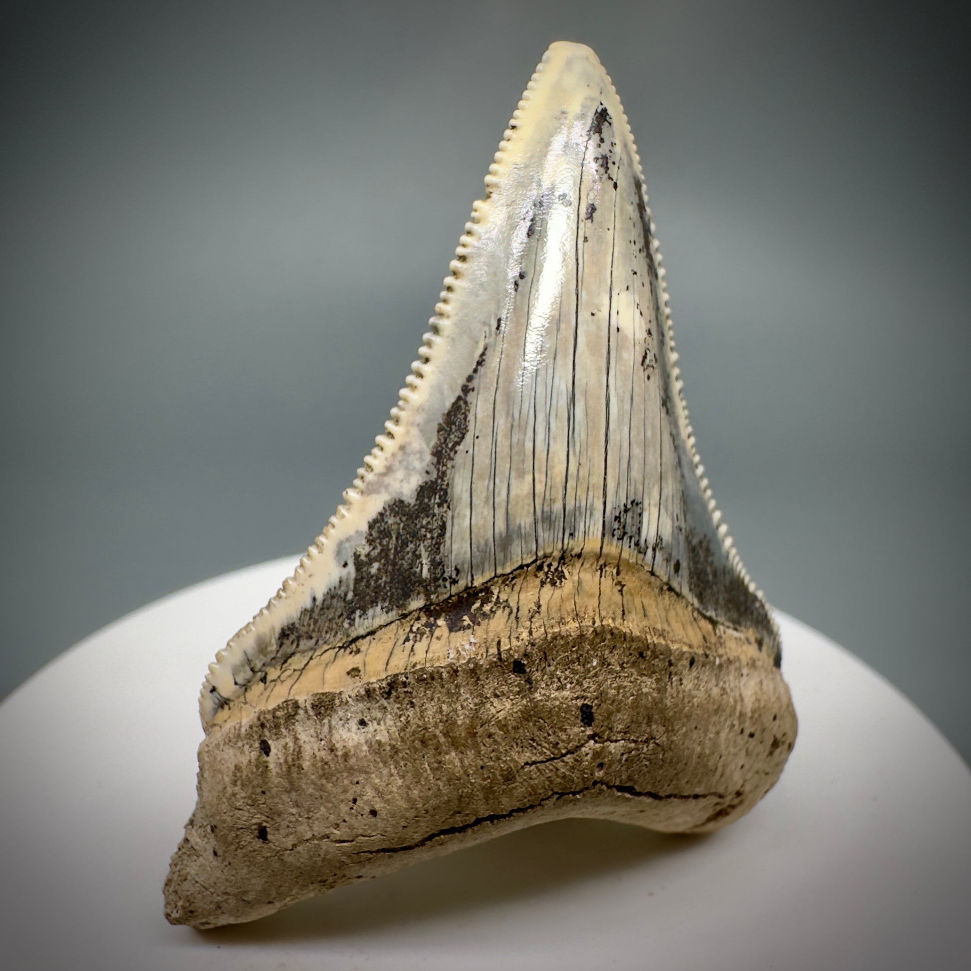Spectacular 2.05" Fossil Carcharocles angustidens Shark Tooth from Summerville, South Carolina AN449 - Front Right