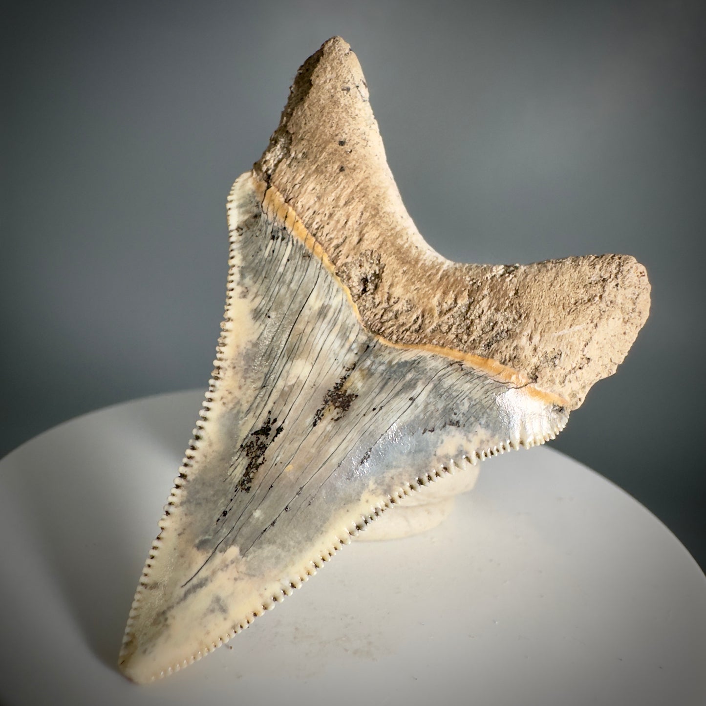 Spectacular 2.05" Fossil Carcharocles angustidens Shark Tooth from Summerville, South Carolina AN449 - Back Left