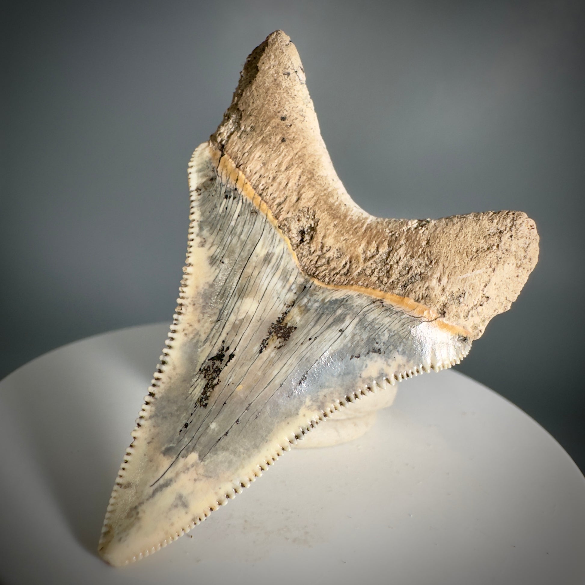 Spectacular 2.05" Fossil Carcharocles angustidens Shark Tooth from Summerville, South Carolina AN449 - Back Left