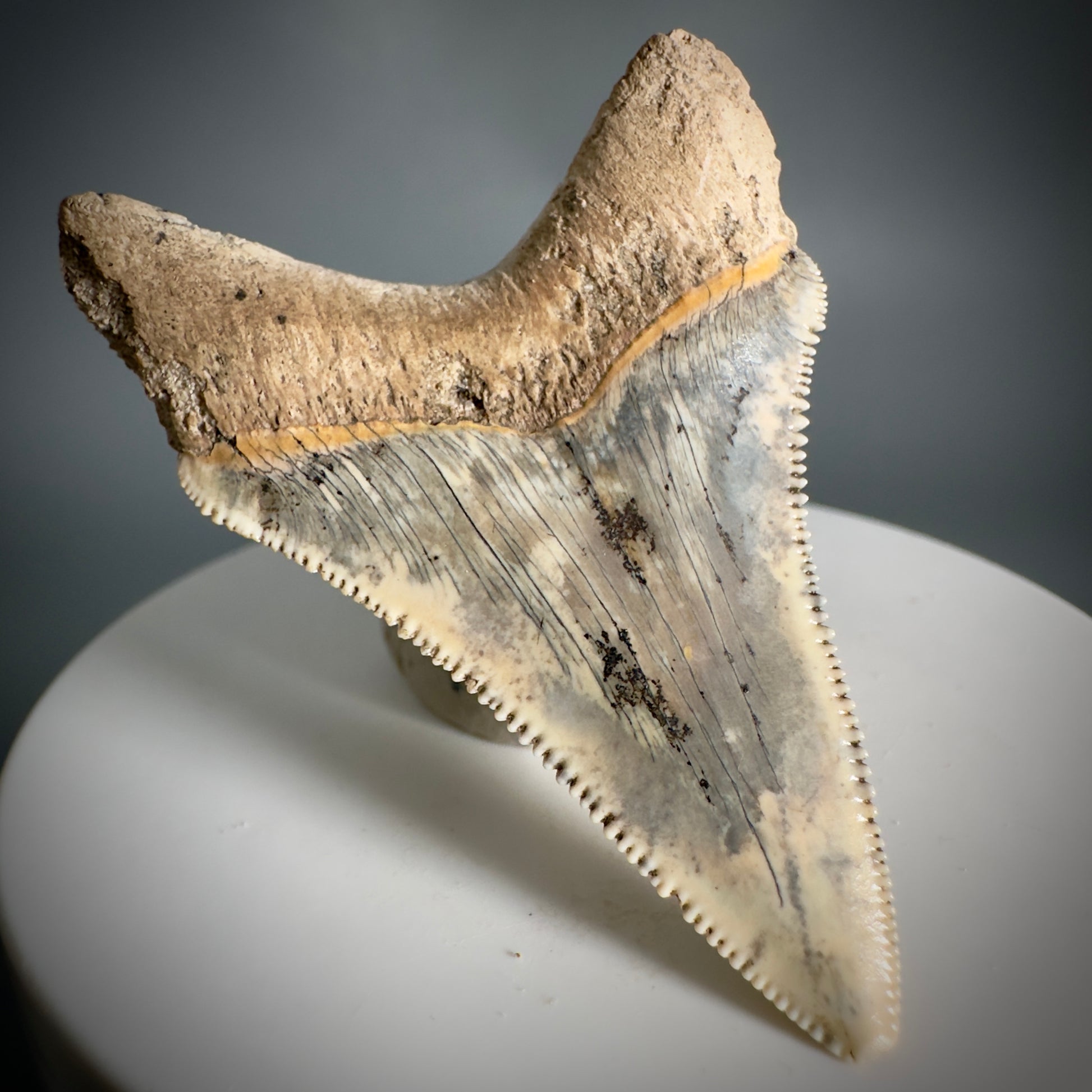 Spectacular 2.05" Fossil Carcharocles angustidens Shark Tooth from Summerville, South Carolina AN449 - Back Right