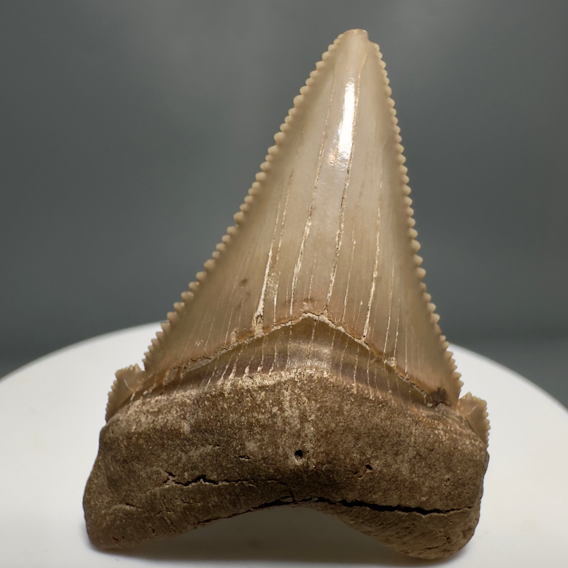 Colorful 1.76" Fossil Carcharocles angustidens Shark Tooth from Summerville, South Carolina AN440 - Front