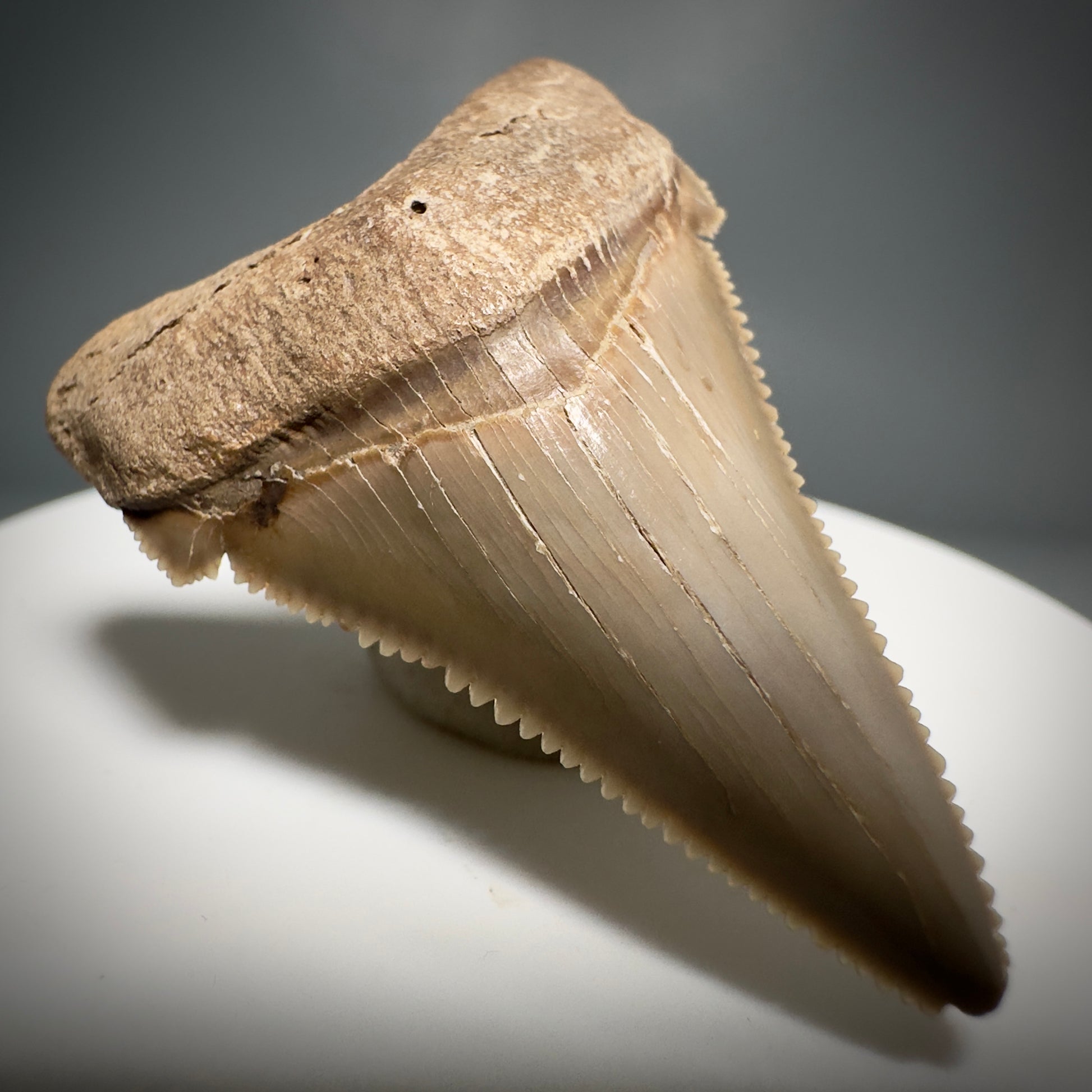 Colorful 1.76" Fossil Carcharocles angustidens Shark Tooth from Summerville, South Carolina AN440 - Front Left