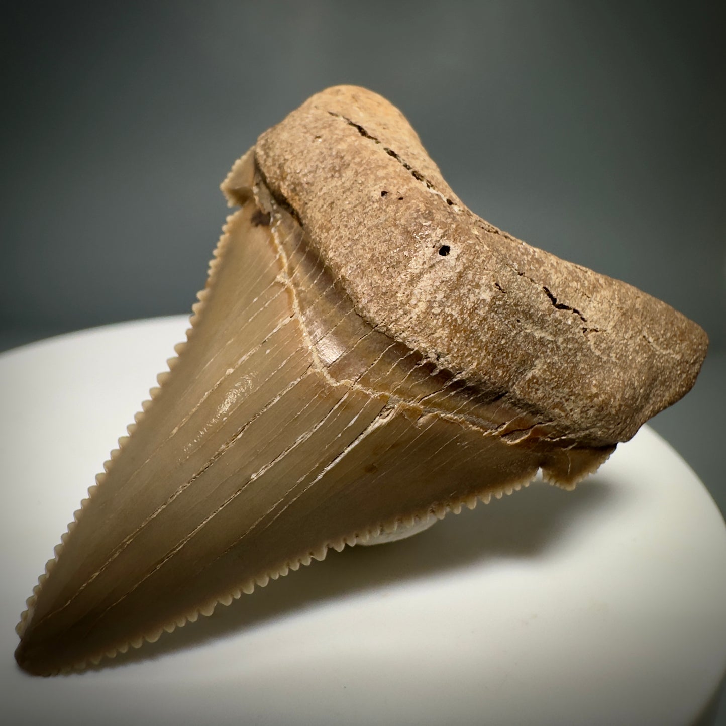 Colorful 1.76" Fossil Carcharocles angustidens Shark Tooth from Summerville, South Carolina AN440 - Front Right
