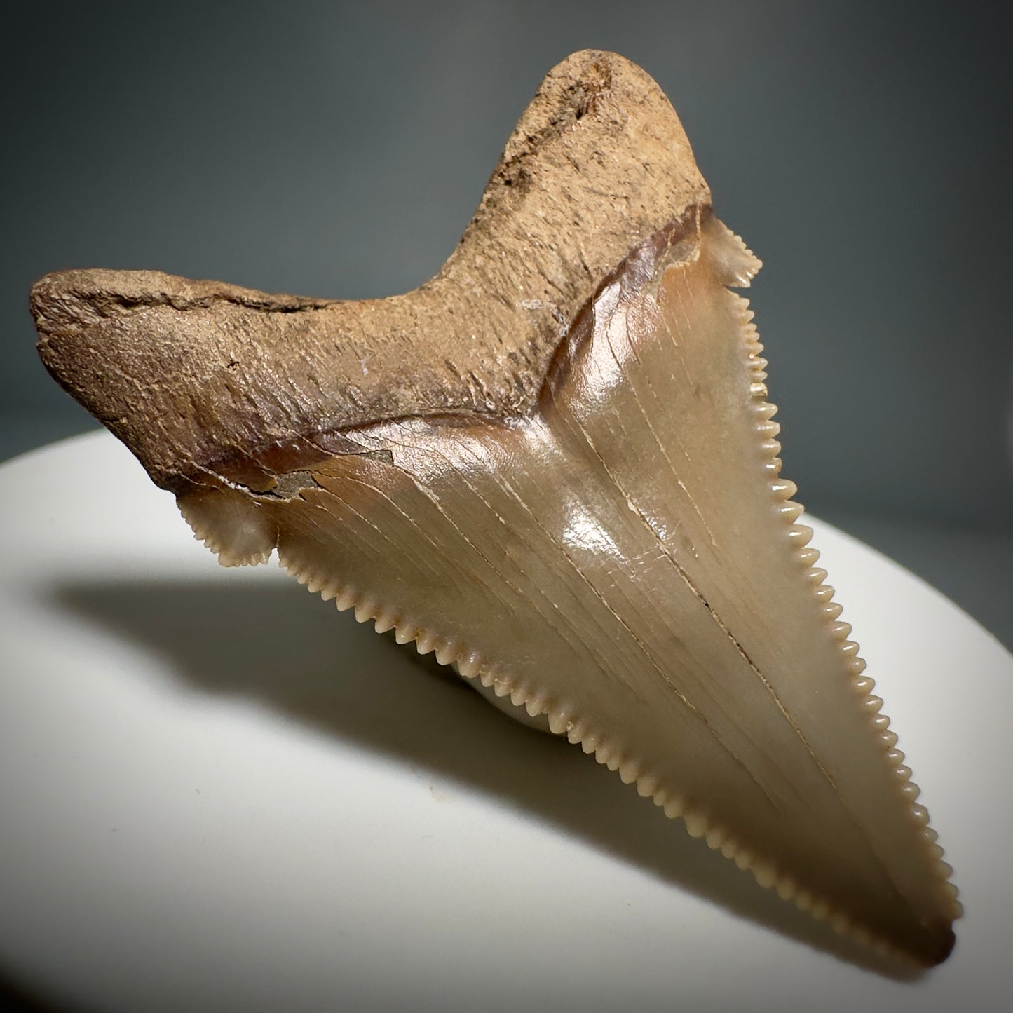 Colorful 1.76" Fossil Carcharocles angustidens Shark Tooth from Summerville, South Carolina AN440 - Back Left