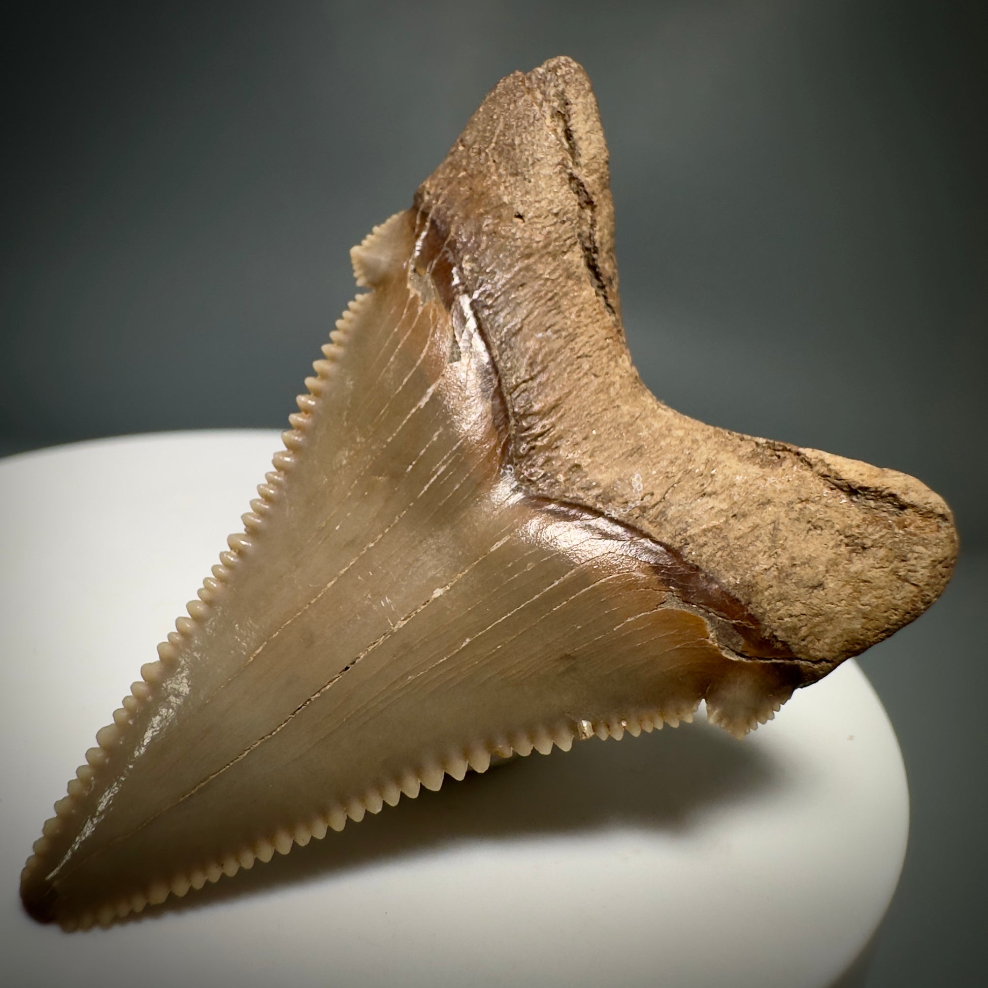 Colorful 1.76" Fossil Carcharocles angustidens Shark Tooth from Summerville, South Carolina AN440 - Back Right