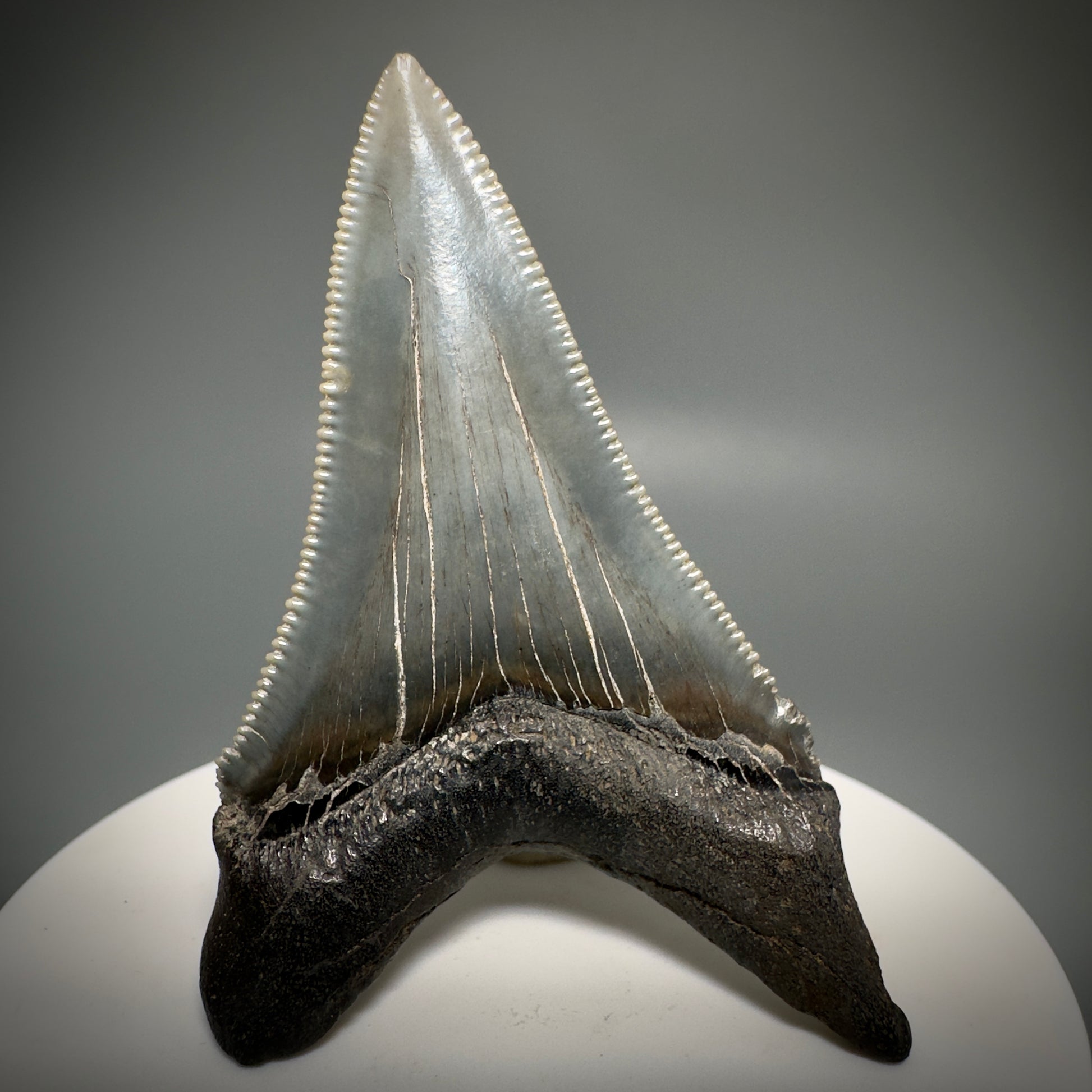 Spectacular 2.50" Serrated Fossil Carcharocles angustidens Shark Tooth from South Carolina AN443 - Back