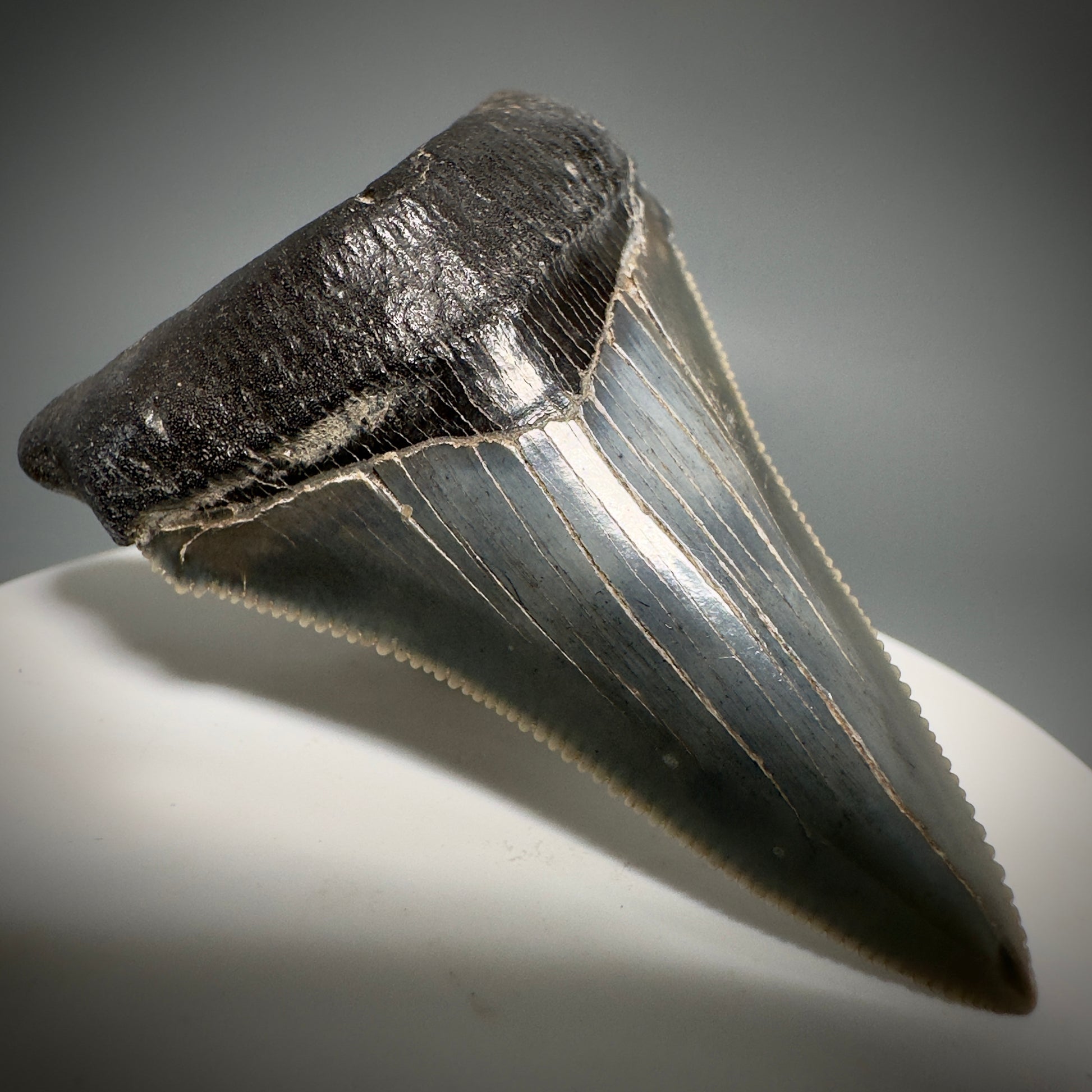 Spectacular 2.50" Serrated Fossil Carcharocles angustidens Shark Tooth from South Carolina AN443 - Front Left 4