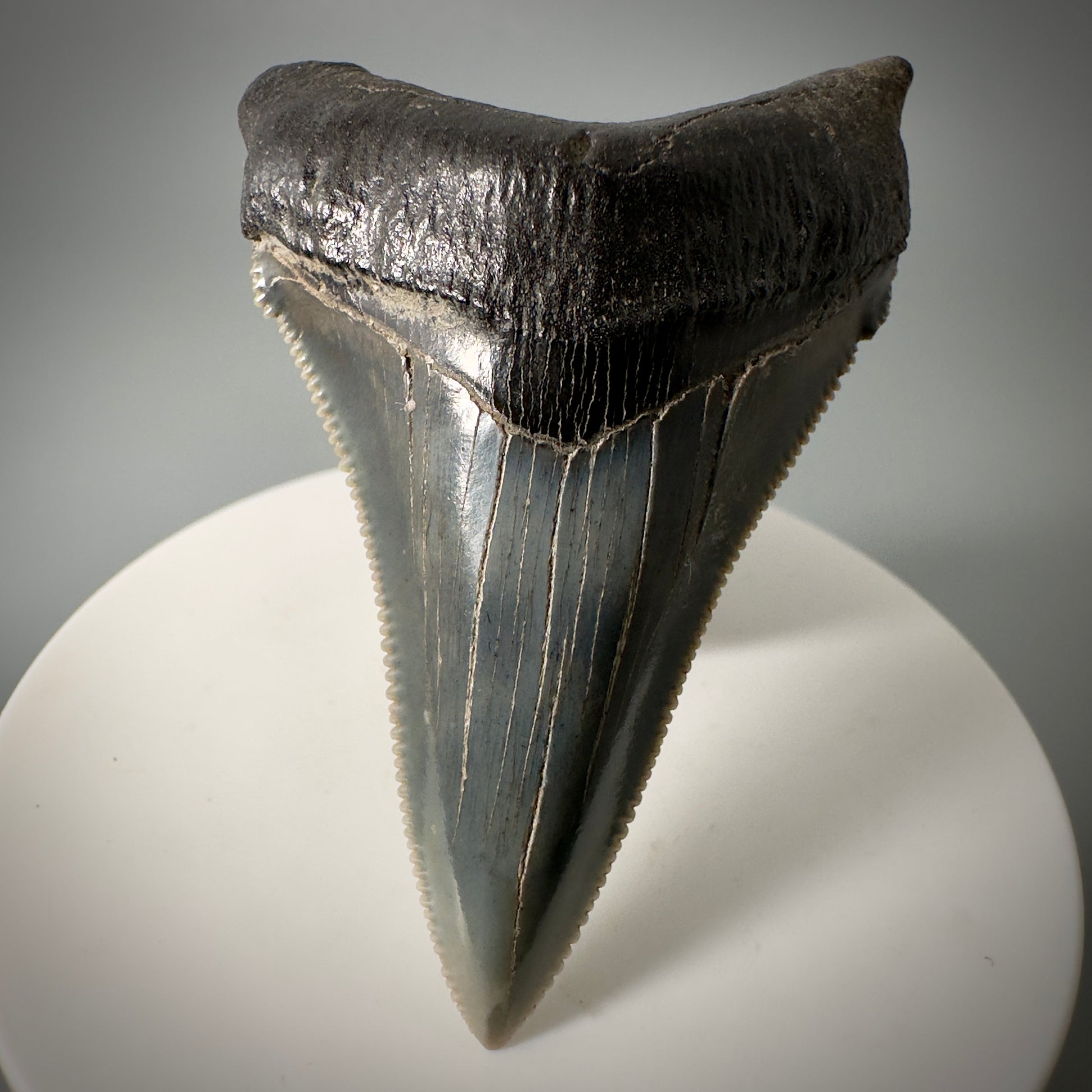 Spectacular 2.50" Serrated Fossil Carcharocles angustidens Shark Tooth from South Carolina AN443 - Front 2