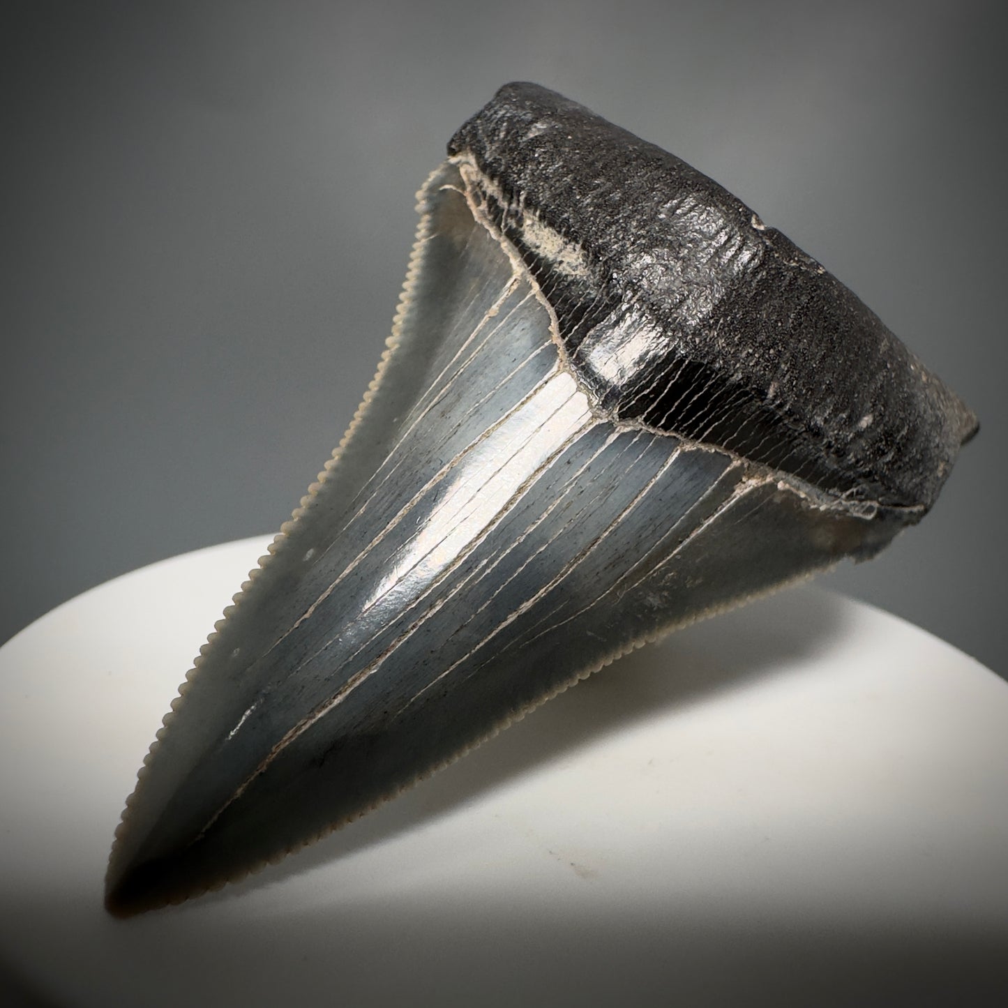 Spectacular 2.50" Serrated Fossil Carcharocles angustidens Shark Tooth from South Carolina AN443 - Front Right 4