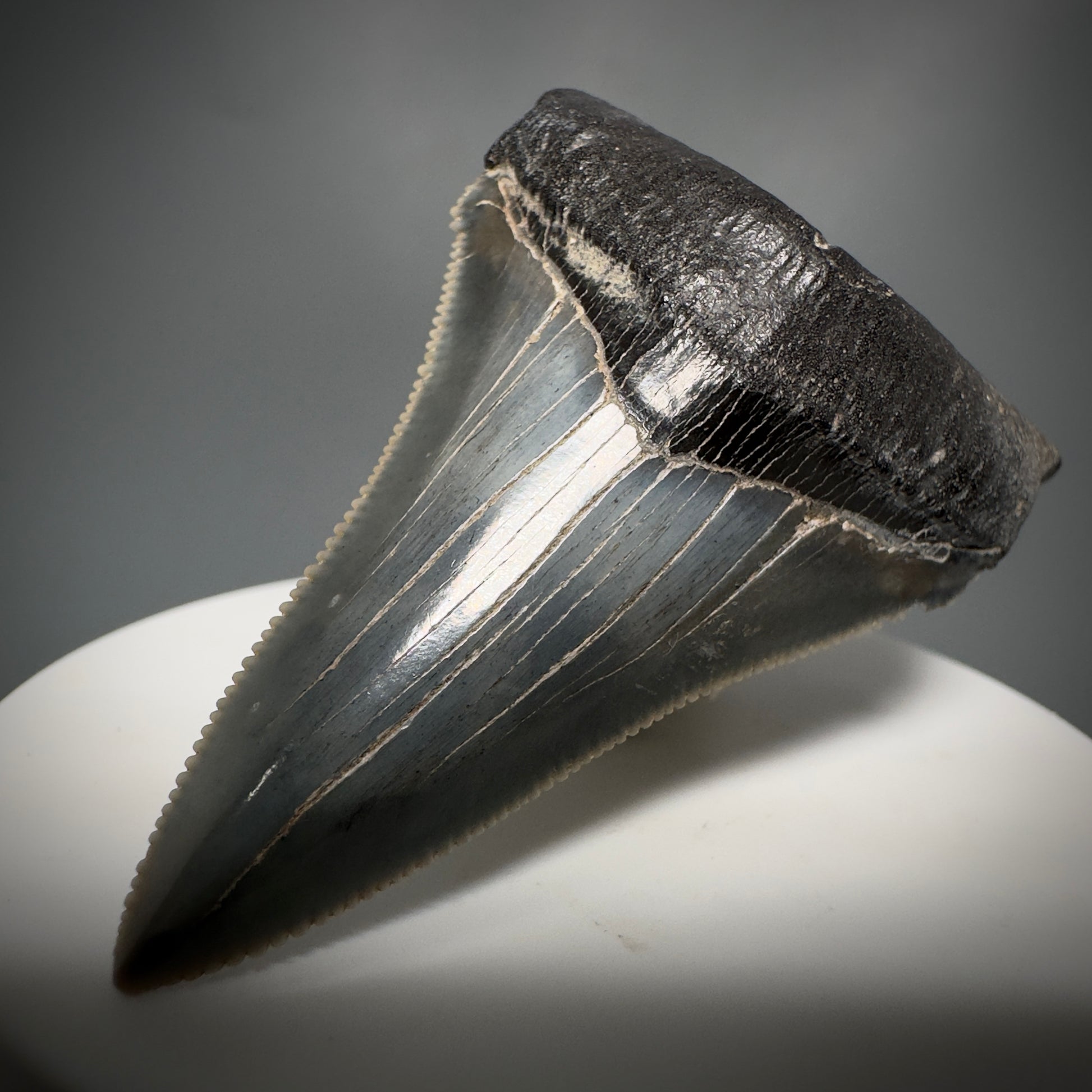 Spectacular 2.50" Serrated Fossil Carcharocles angustidens Shark Tooth from South Carolina AN443 - Front Right 4