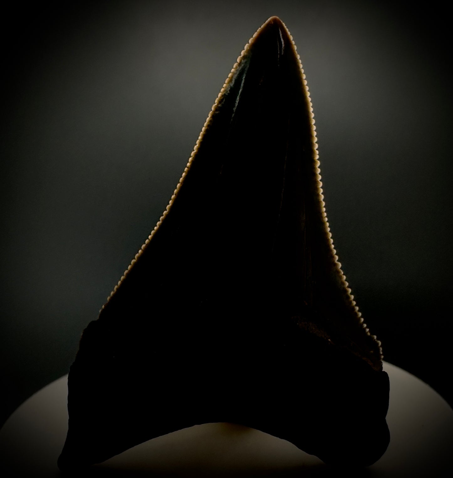 Spectacular 2.50" Serrated Fossil Carcharocles angustidens Shark Tooth from South Carolina AN443 - Front Serrations