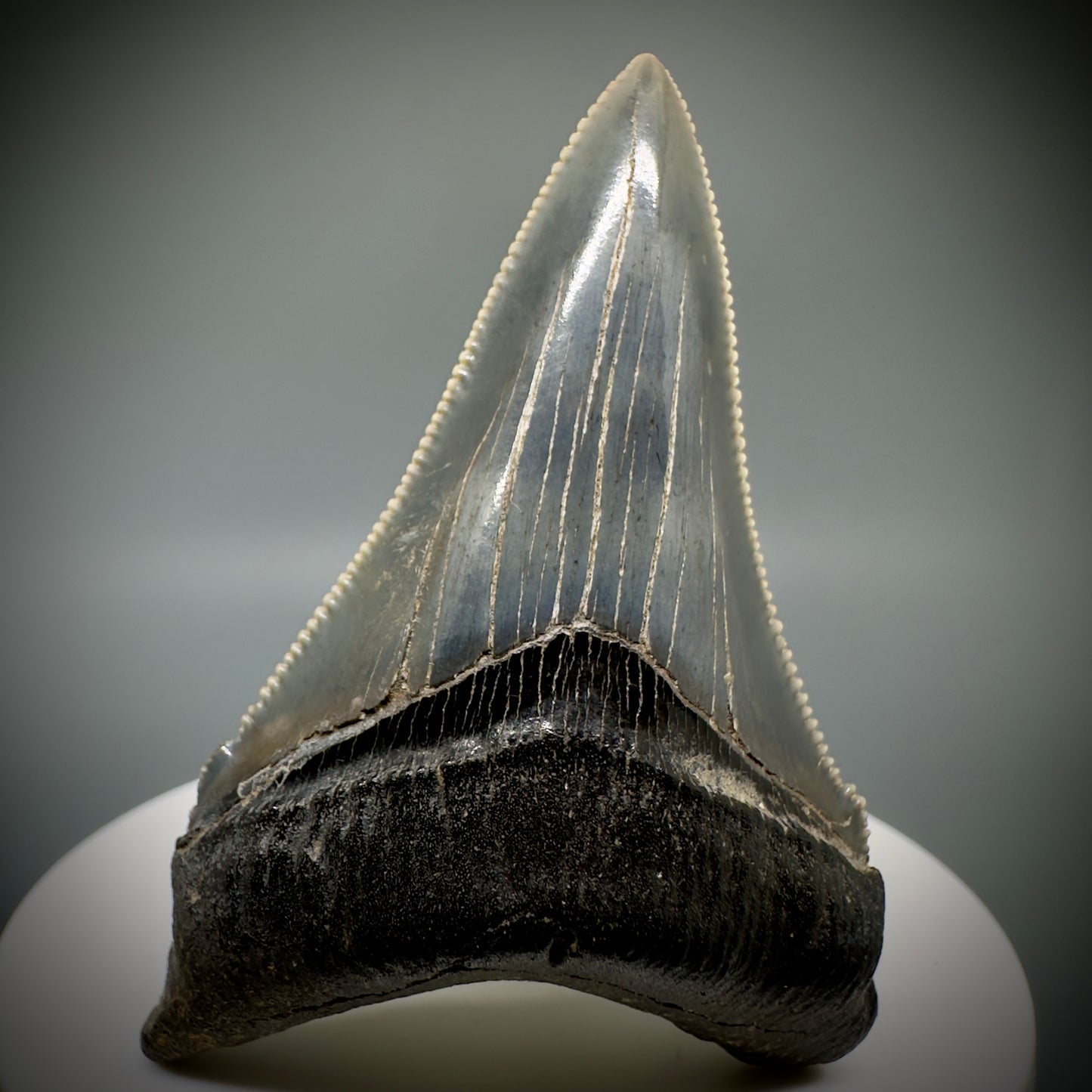 Spectacular 2.50" Serrated Fossil Carcharocles angustidens Shark Tooth from South Carolina AN443 - Front
