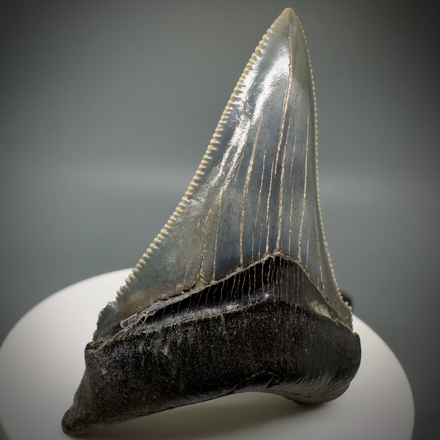 Spectacular 2.50" Serrated Fossil Carcharocles angustidens Shark Tooth from South Carolina AN443 - Front Left