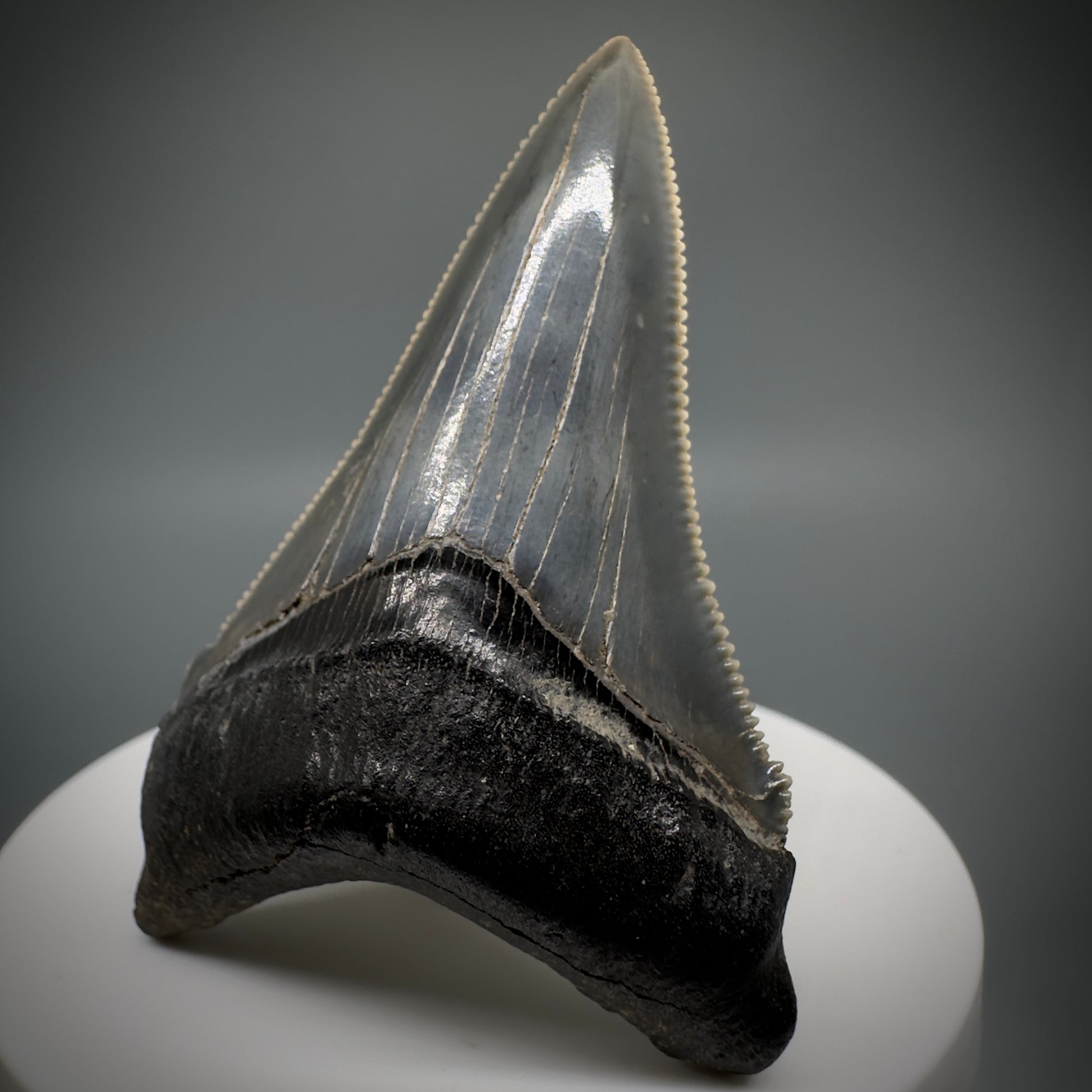 Spectacular 2.50" Serrated Fossil Carcharocles angustidens Shark Tooth from South Carolina AN443 - Front Right