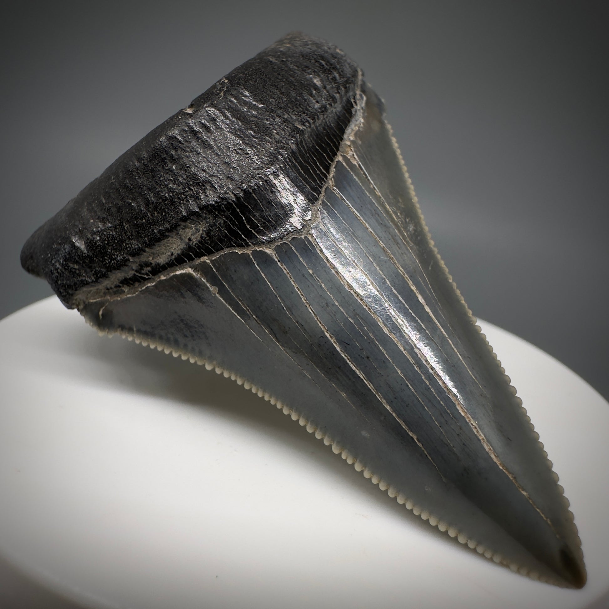 Spectacular 2.50" Serrated Fossil Carcharocles angustidens Shark Tooth from South Carolina AN443 - Front Left 1