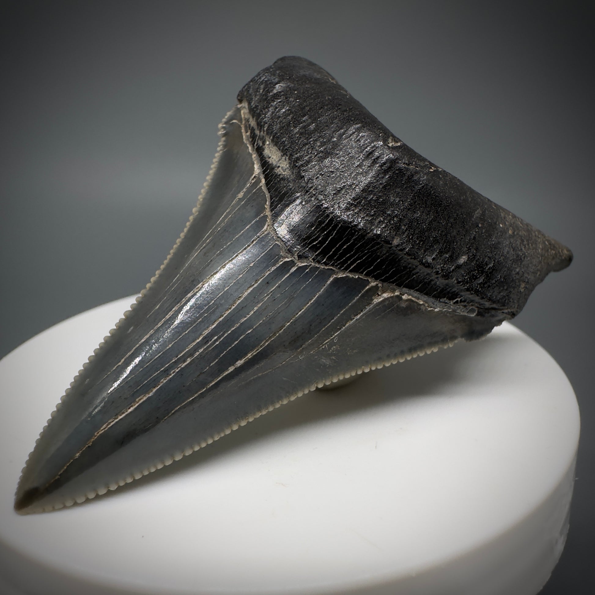 Spectacular 2.50" Serrated Fossil Carcharocles angustidens Shark Tooth from South Carolina AN443 - Front Right 1