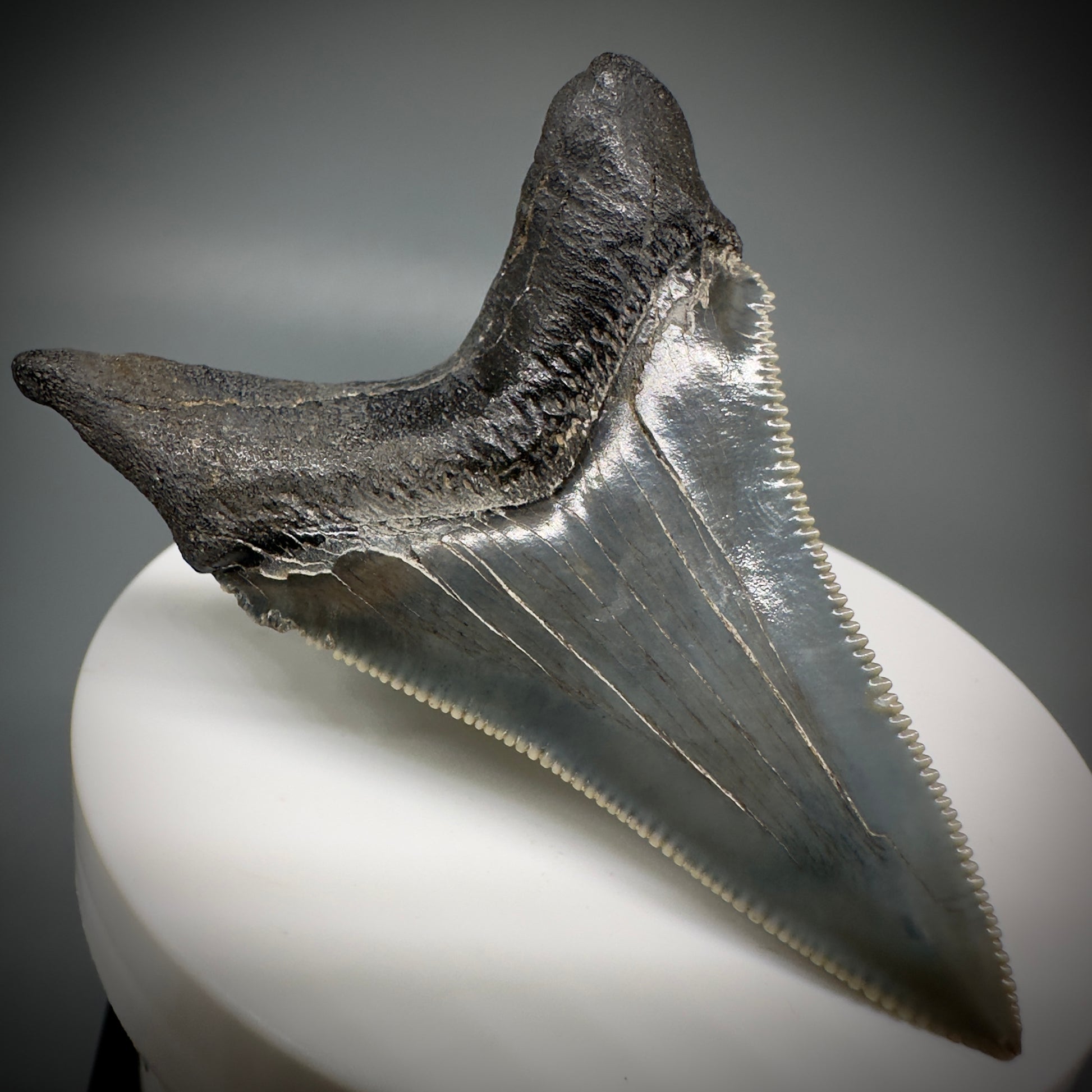 Spectacular 2.50" Serrated Fossil Carcharocles angustidens Shark Tooth from South Carolina AN443 - Back Left