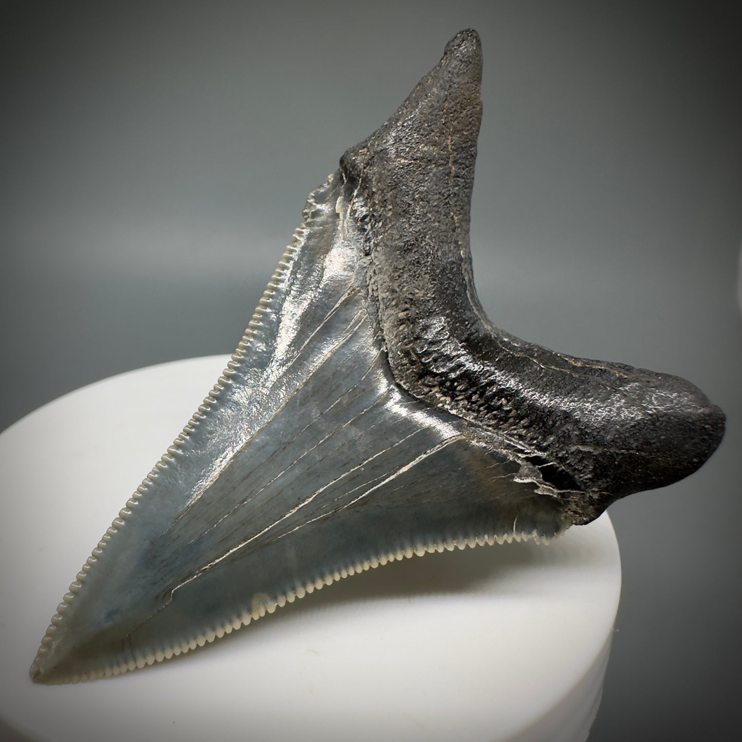 Spectacular 2.50" Serrated Fossil Carcharocles angustidens Shark Tooth from South Carolina AN443 - Back Right