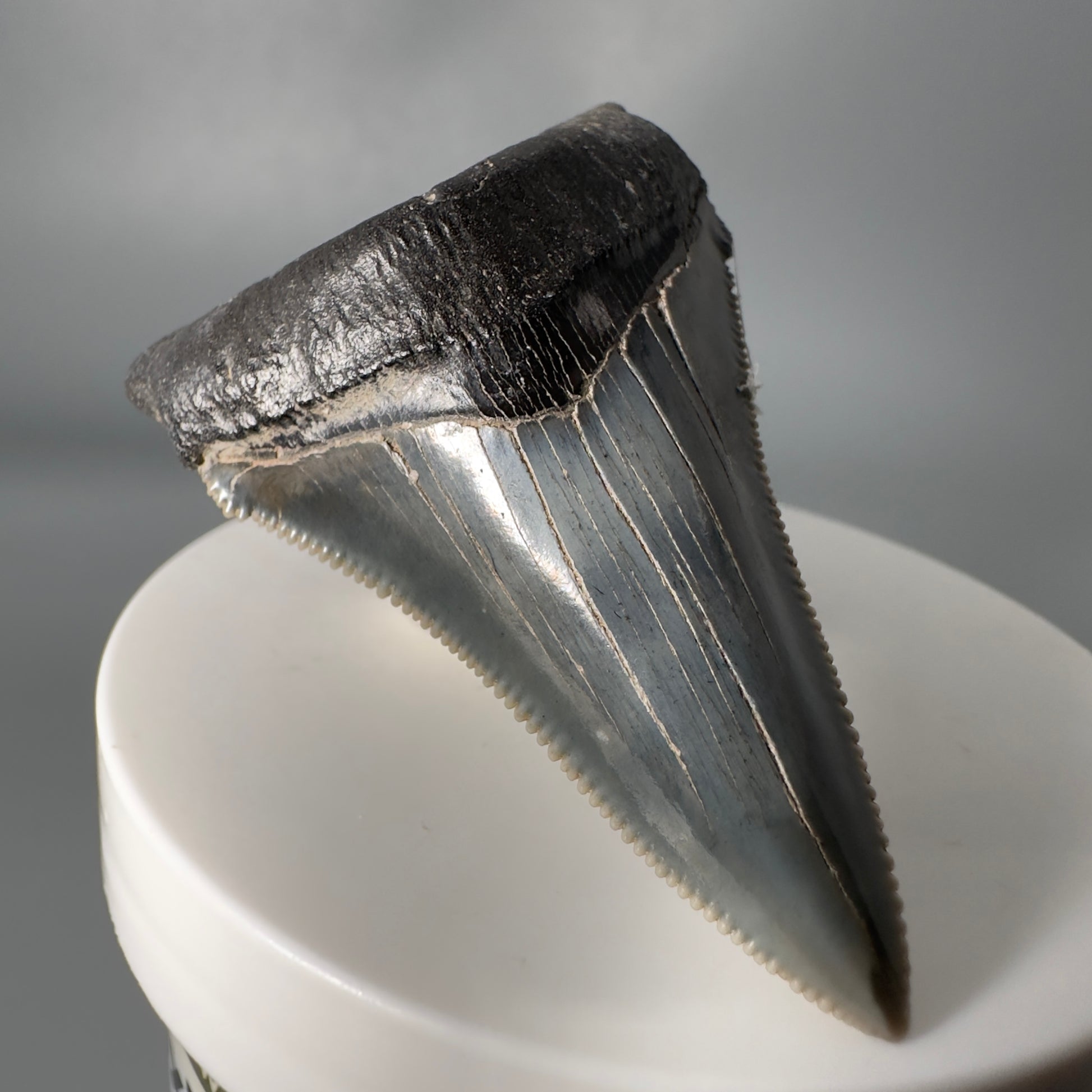 Spectacular 2.50" Serrated Fossil Carcharocles angustidens Shark Tooth from South Carolina AN443 - Front Left 3