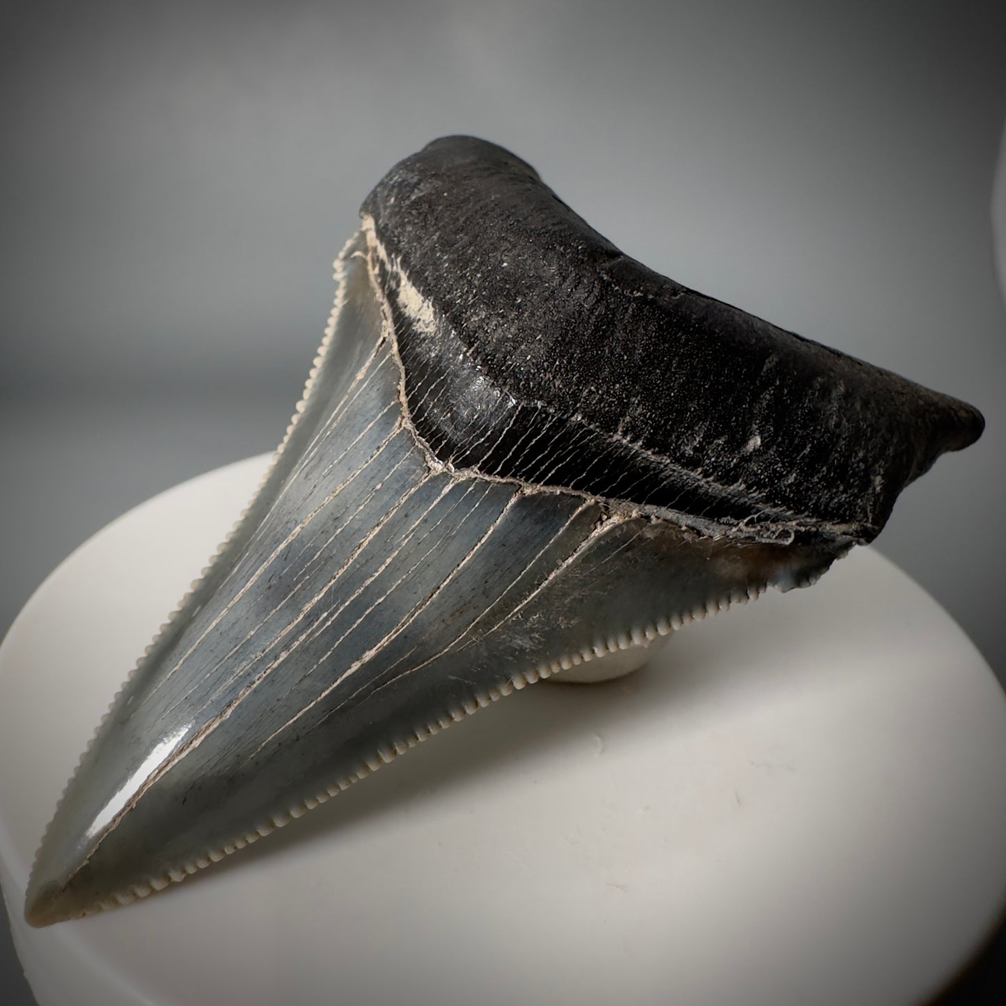 Spectacular 2.50" Serrated Fossil Carcharocles angustidens Shark Tooth from South Carolina AN443 - Front Right 2