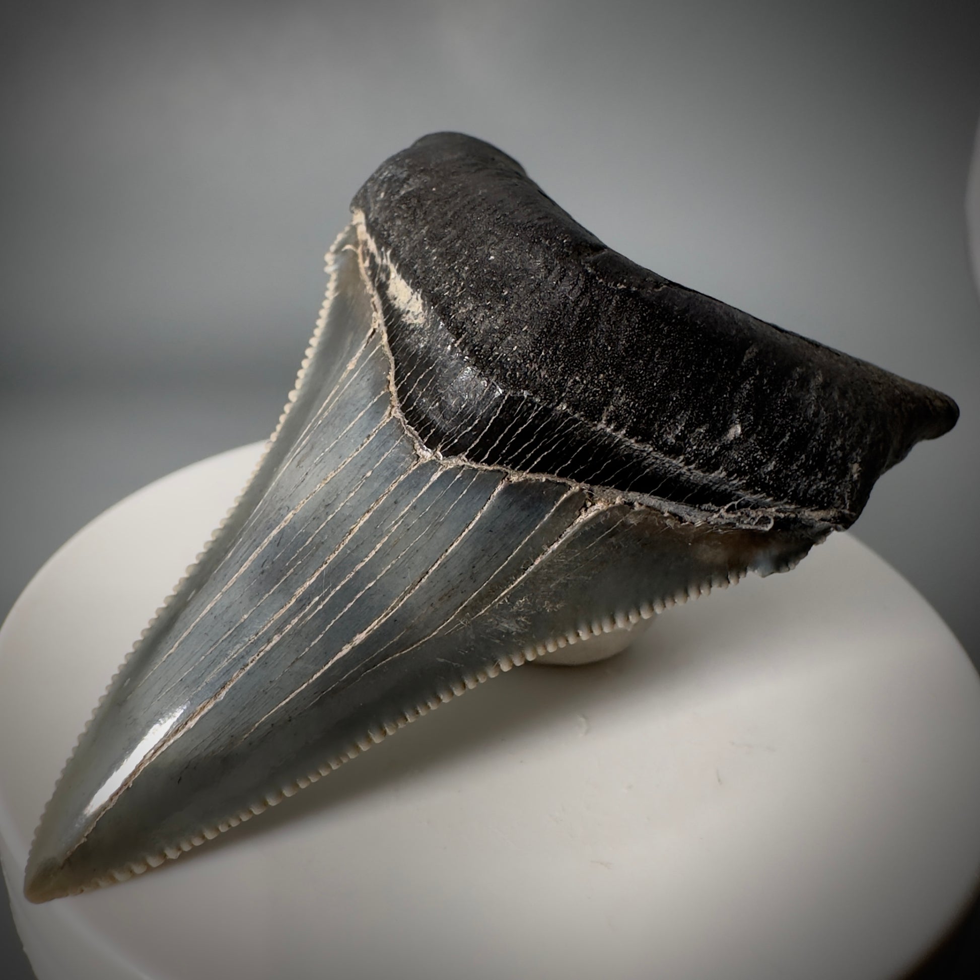 Spectacular 2.50" Serrated Fossil Carcharocles angustidens Shark Tooth from South Carolina AN443 - Front Right 2