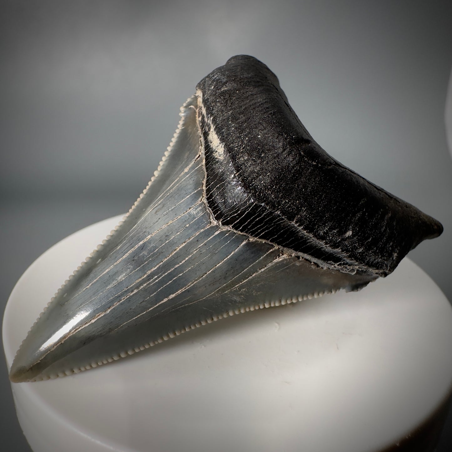 Spectacular 2.50" Serrated Fossil Carcharocles angustidens Shark Tooth from South Carolina AN443 - Front Right 3