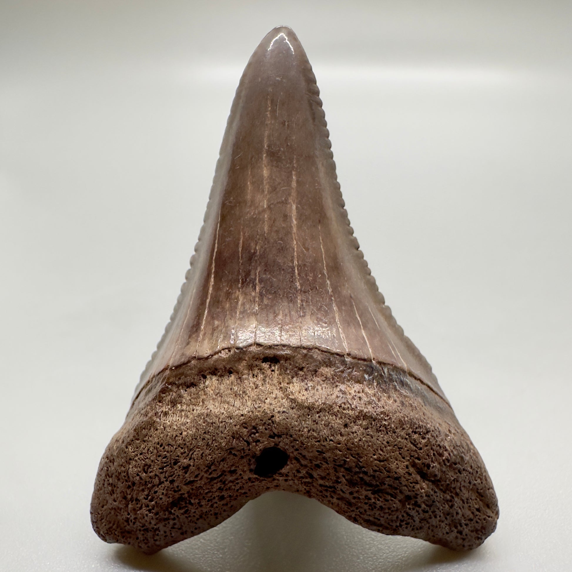 Lower, brown, serrated 1.93" Great White Tooth from Georgia GW1063 - Front