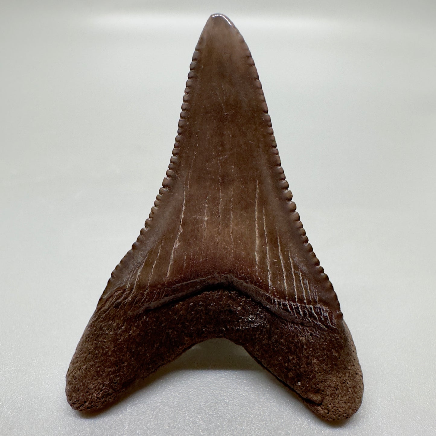 Lower, brown, serrated 1.93" Great White Tooth from Georgia GW1063 - Back